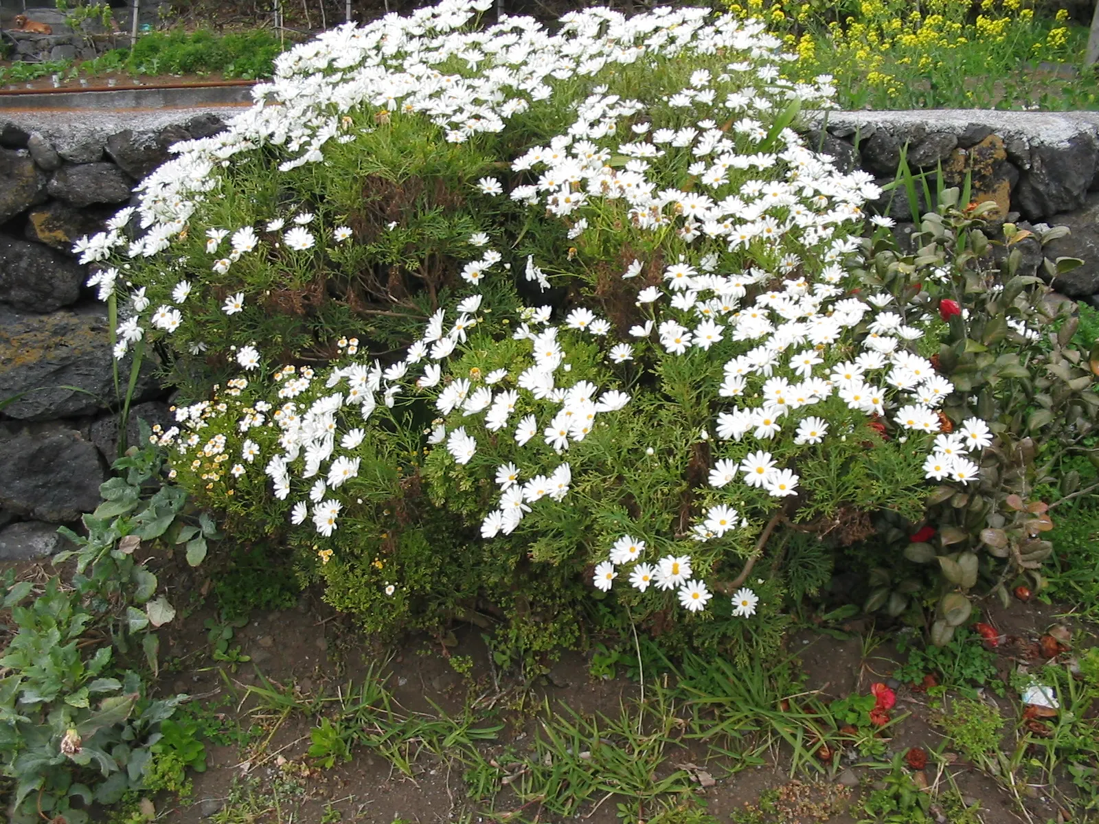 Marguerite Daisy (Argyranthemum frutescens 'Molimba Helio White') — such as butterflies and bees; the Argyranthemum frutescens 'Madeira White' (incorrectly
