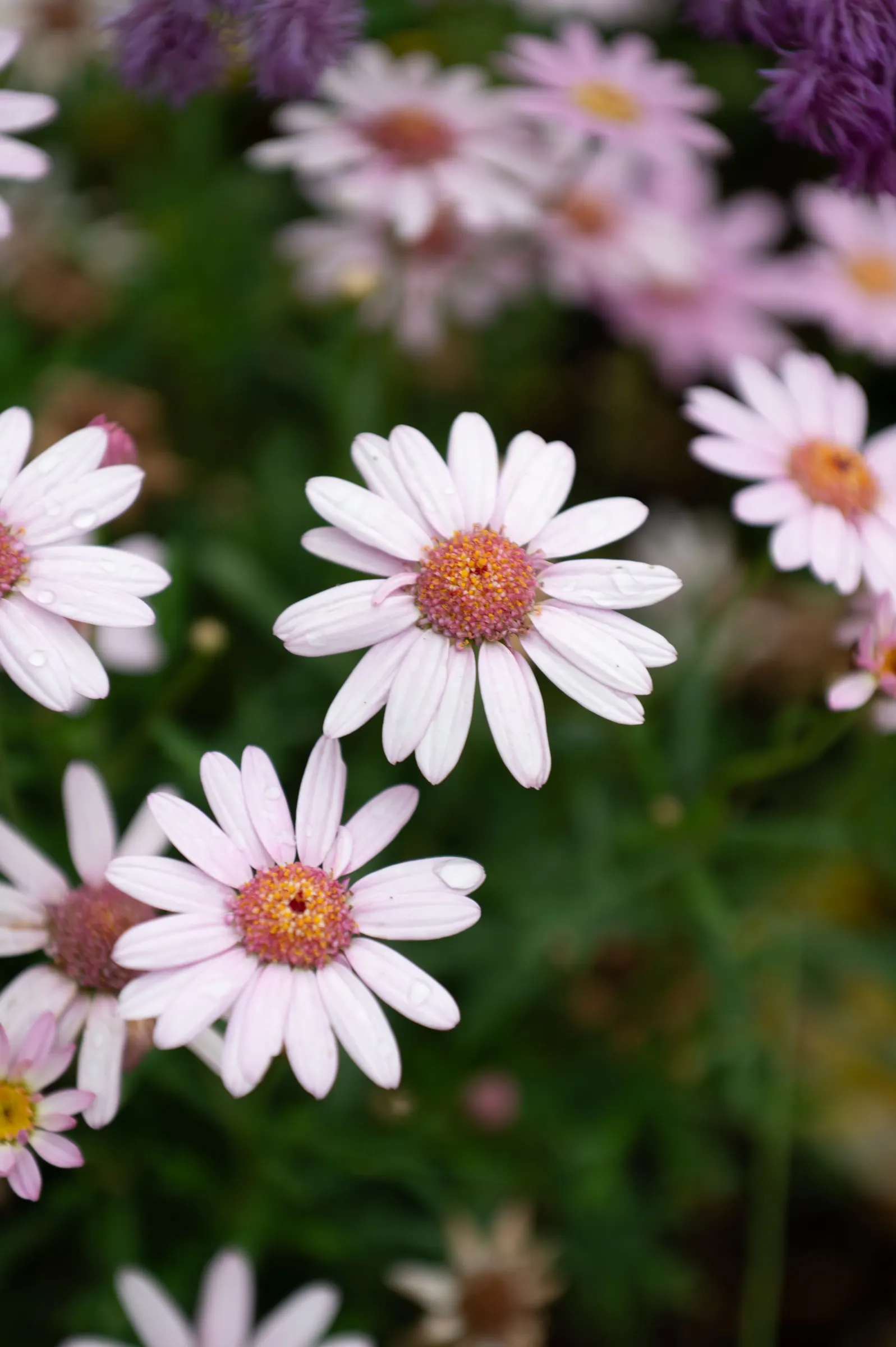 Marguerite Daisy (Argyranthemum frutescens 'Molimba Helio White') — Its compact growth habit ensures a neat appearance throughout the growing season; a feeding