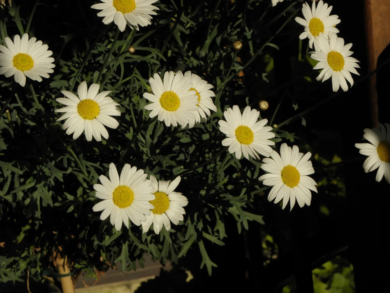 Marguerite Daisy (Argyranthemum frutescens 'Molimba Helio White') — This perennial thrives in full sun and reaches 1-2 feet in height and width, image 79