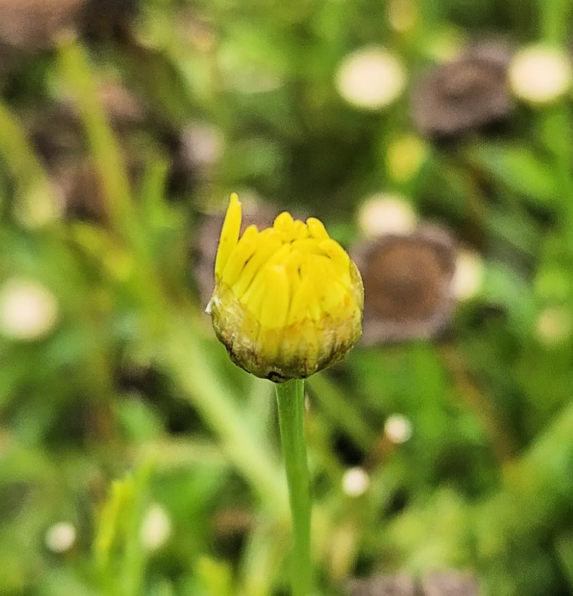 Marguerite Daisy (Argyranthemum frutescens 'Molimba Helio White') — Hardy in zones 9b to 11, it requires well-drained soil; its compact growth, image 81