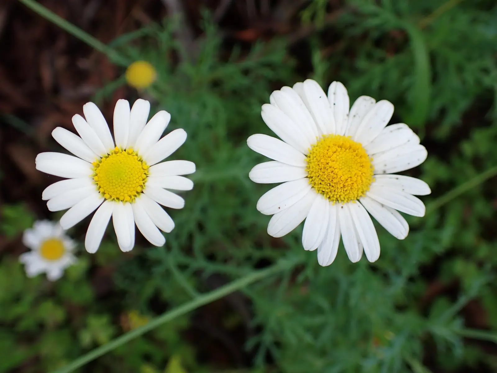 Marguerite Daisy (Argyranthemum frutescens 'Molimba Helio White') — annual / perennial for full; such as butterflies and bees, image 75