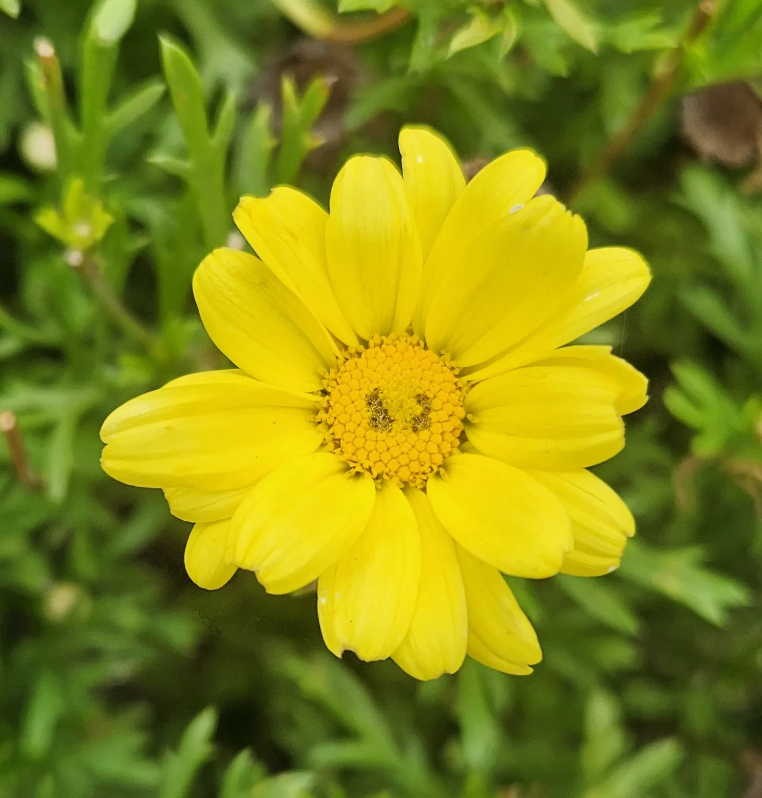 Marguerite Daisy (Argyranthemum frutescens 'Molimba Helio White') — Cultivated for its prolific
