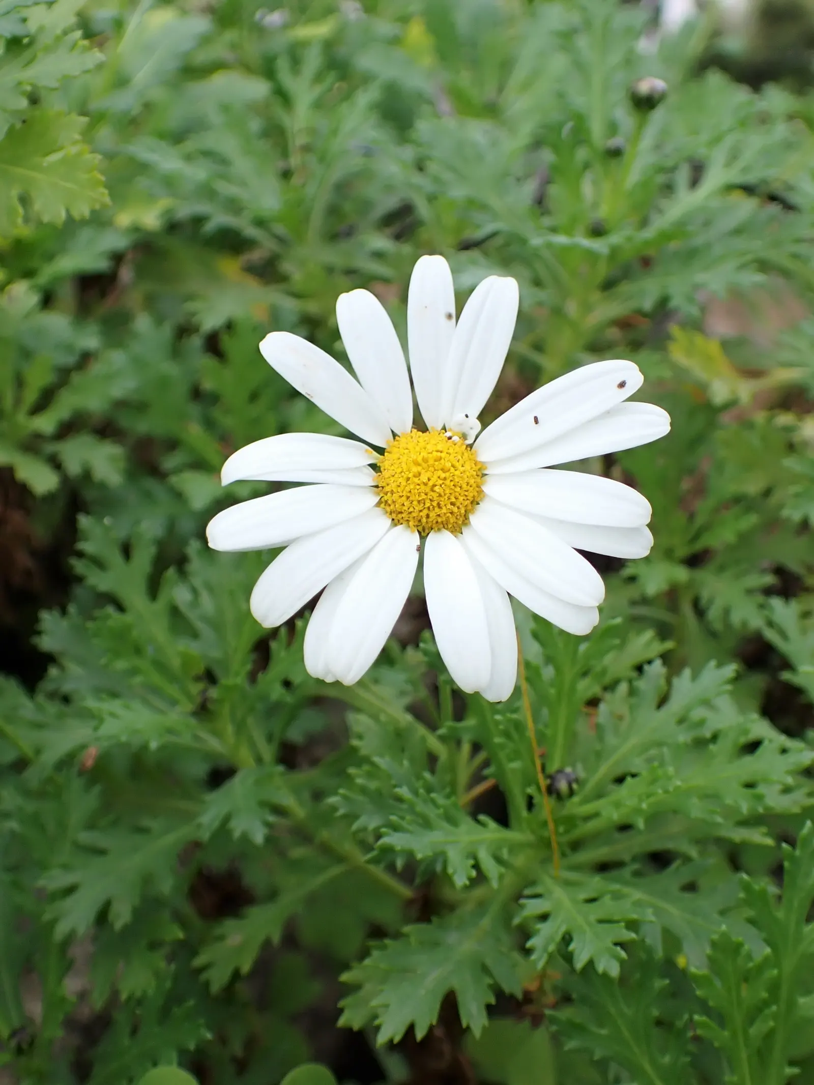 Marguerite Daisy (Argyranthemum frutescens 'Molimba Helio White') — The Argyranthemum frutescens 'Madeira White' (incorrectly referred to as, image 51