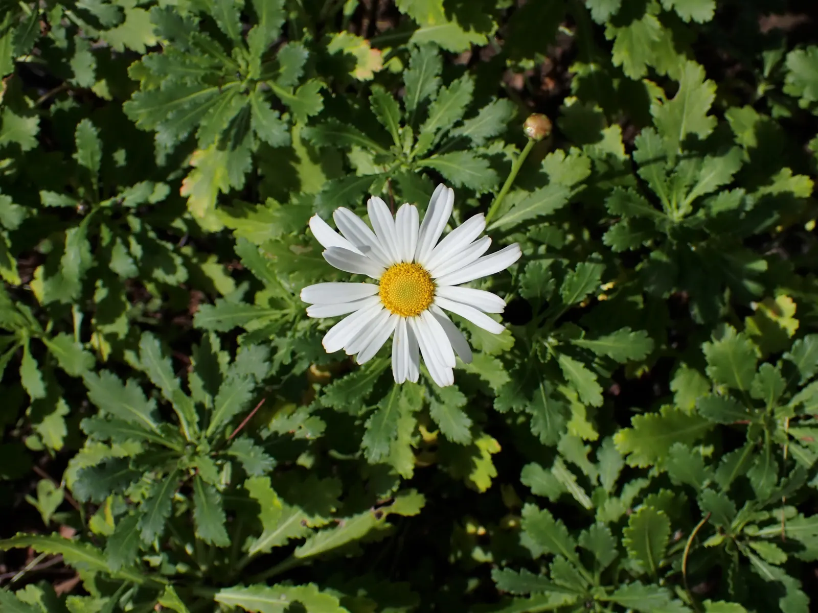 Marguerite Daisy (Argyranthemum frutescens 'Molimba Helio White') — commonly known as Marguerite Daisy; 'Helio White' is distinguished by its pure, image 52