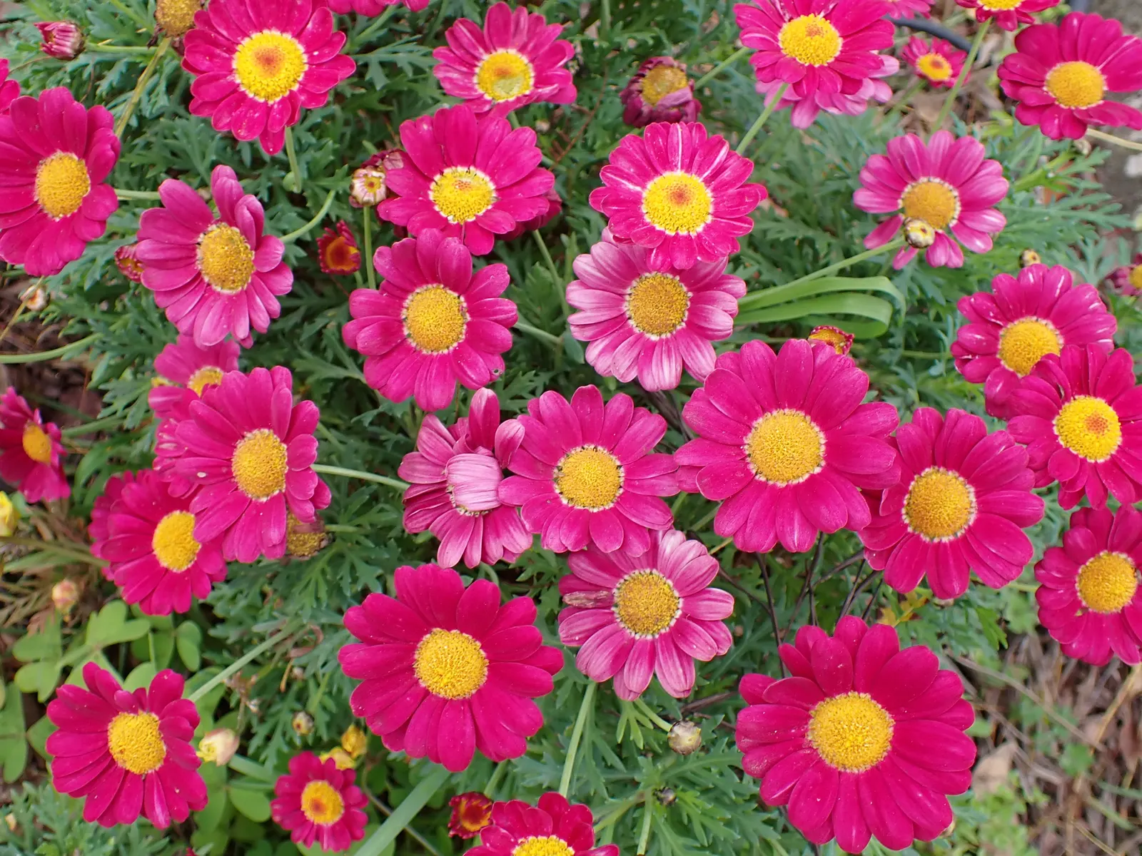 Marguerite Daisy (Argyranthemum frutescens 'Molimba Helio White') — To maintain vivacity and encourage continuous blooming; infusing it with a, image 66