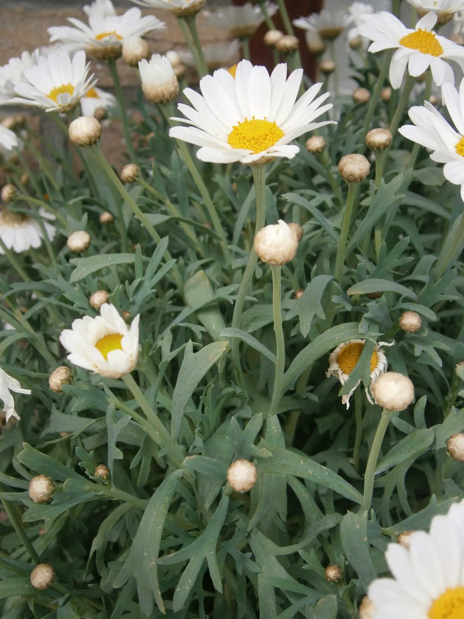Marguerite Daisy (Argyranthemum frutescens 'Molimba Helio White') — or as a standalone accent, image 63
