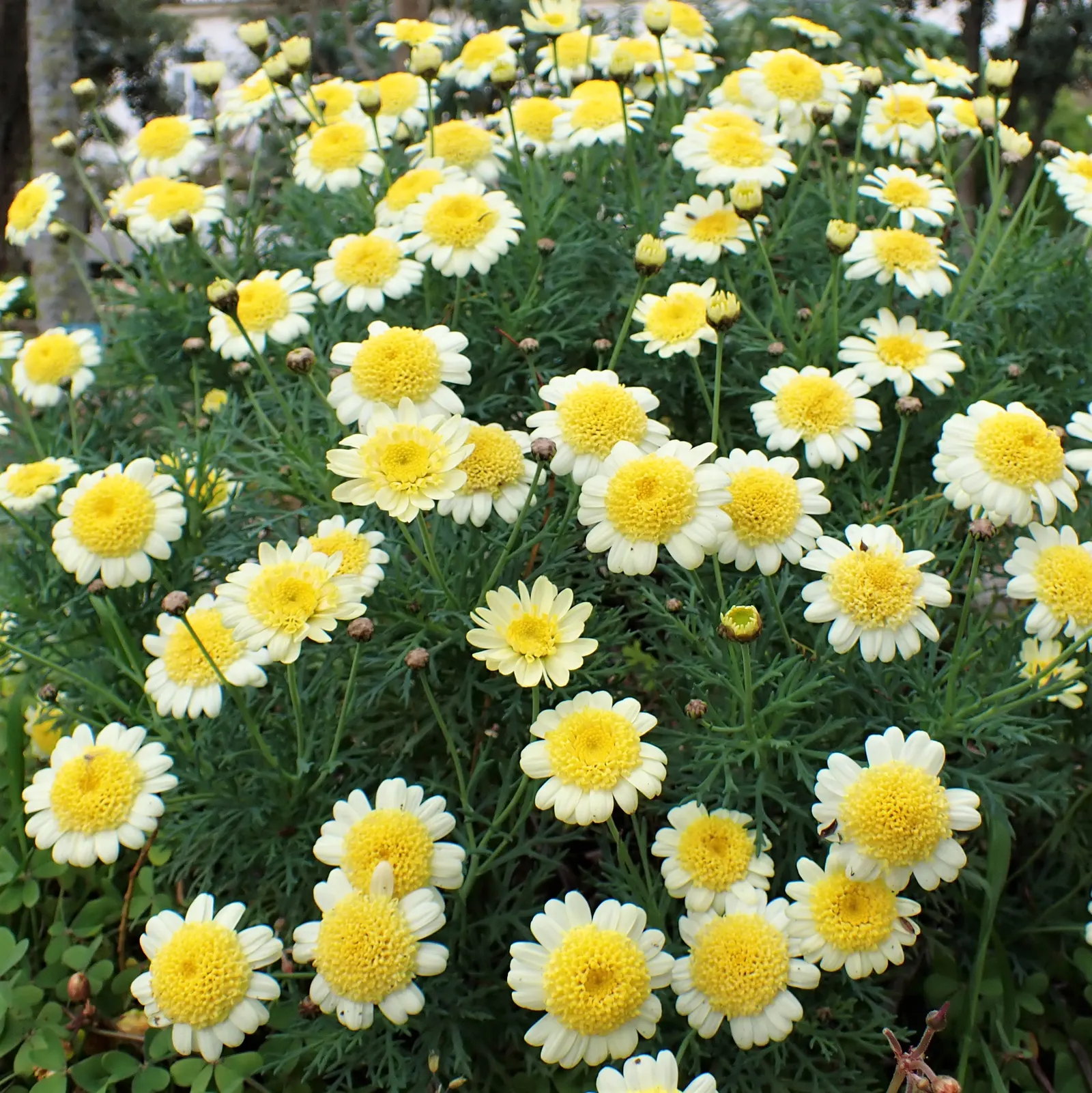 Marguerite Daisy (Argyranthemum frutescens 'Molimba Helio White') — Cultivated for its prolific; particularly during dry spells, image 60