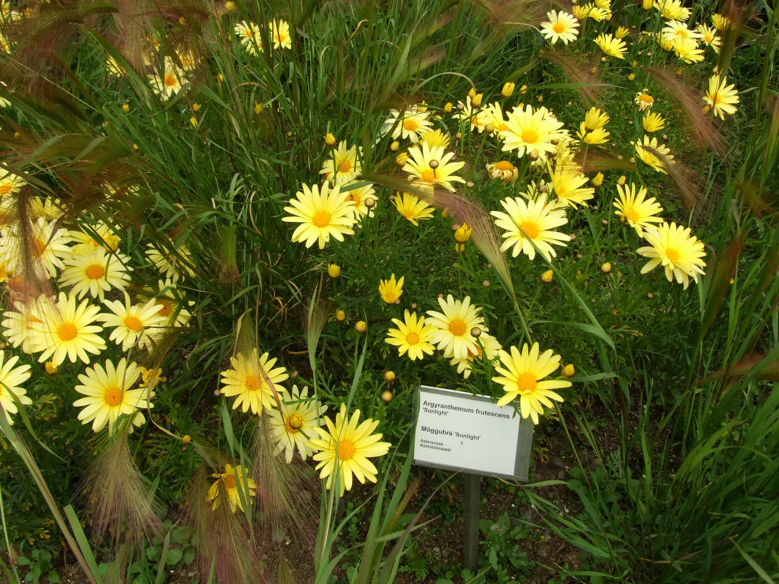 Marguerite Daisy (Argyranthemum frutescens 'Molimba Helio White') — infusing it with a touch of the Mediterranean