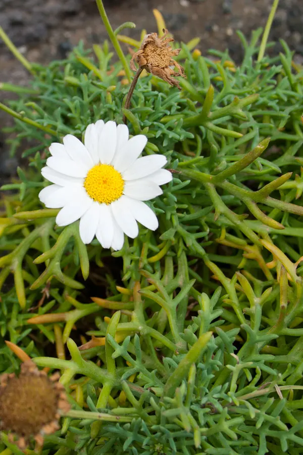 Marguerite Daisy (Argyranthemum frutescens 'Molimba Helio White') — This perennial thrives in full sun and reaches 1-2 feet in height and width, image 54