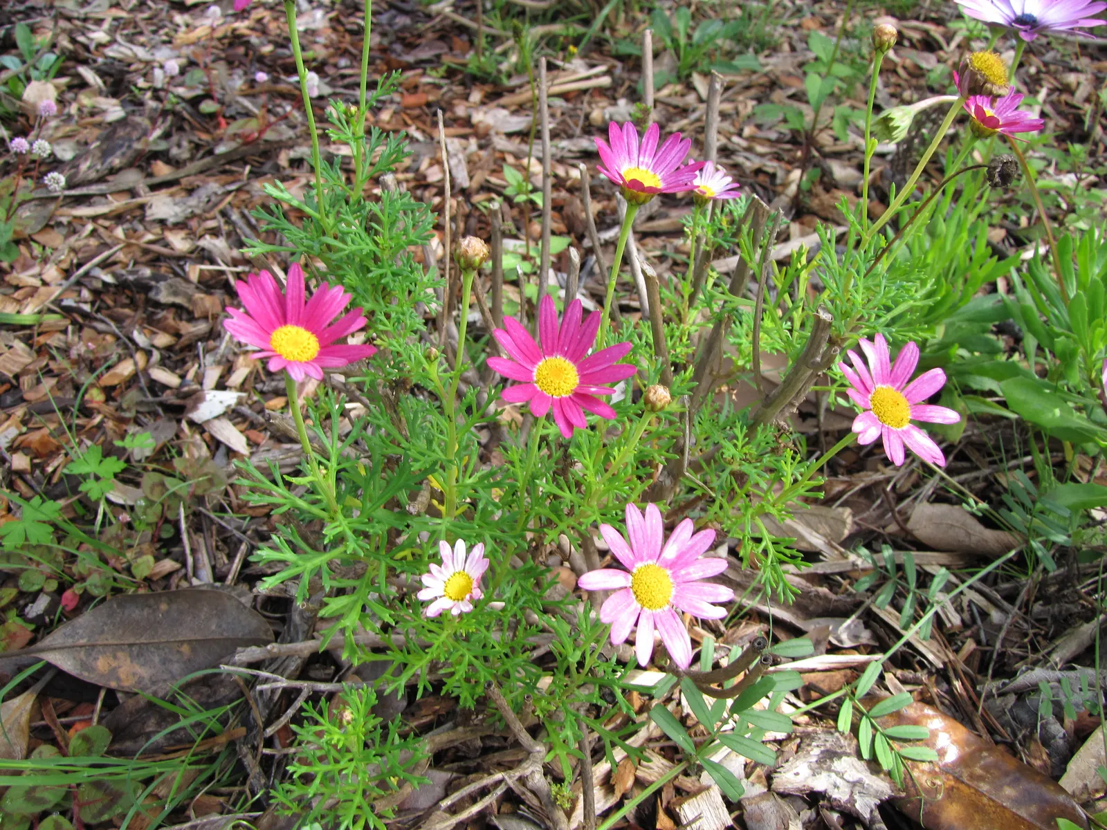 Marguerite Daisy (Argyranthemum frutescens 'Molimba Helio White') — Cultivated for its prolific; particularly during dry spells