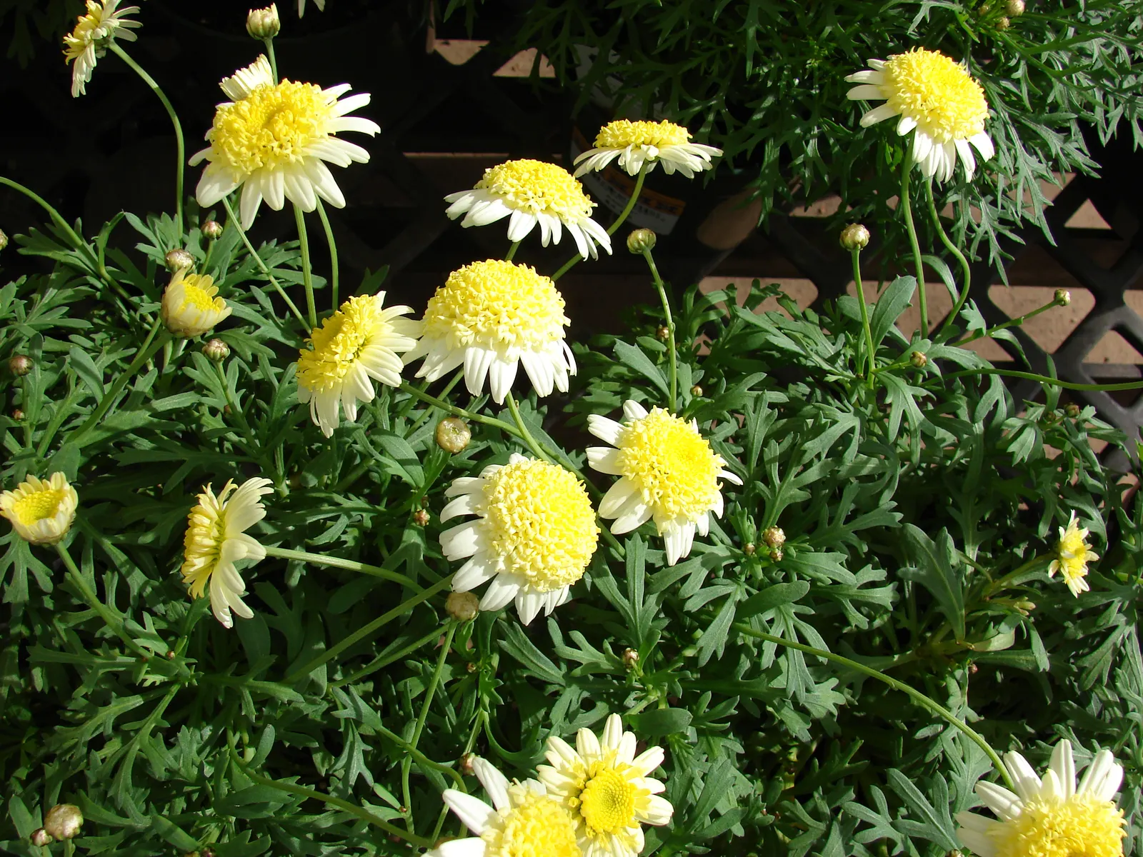 Marguerite Daisy (Argyranthemum frutescens 'Molimba Helio White') — scientifically named Argyranthemum frutescens 'Helio White'