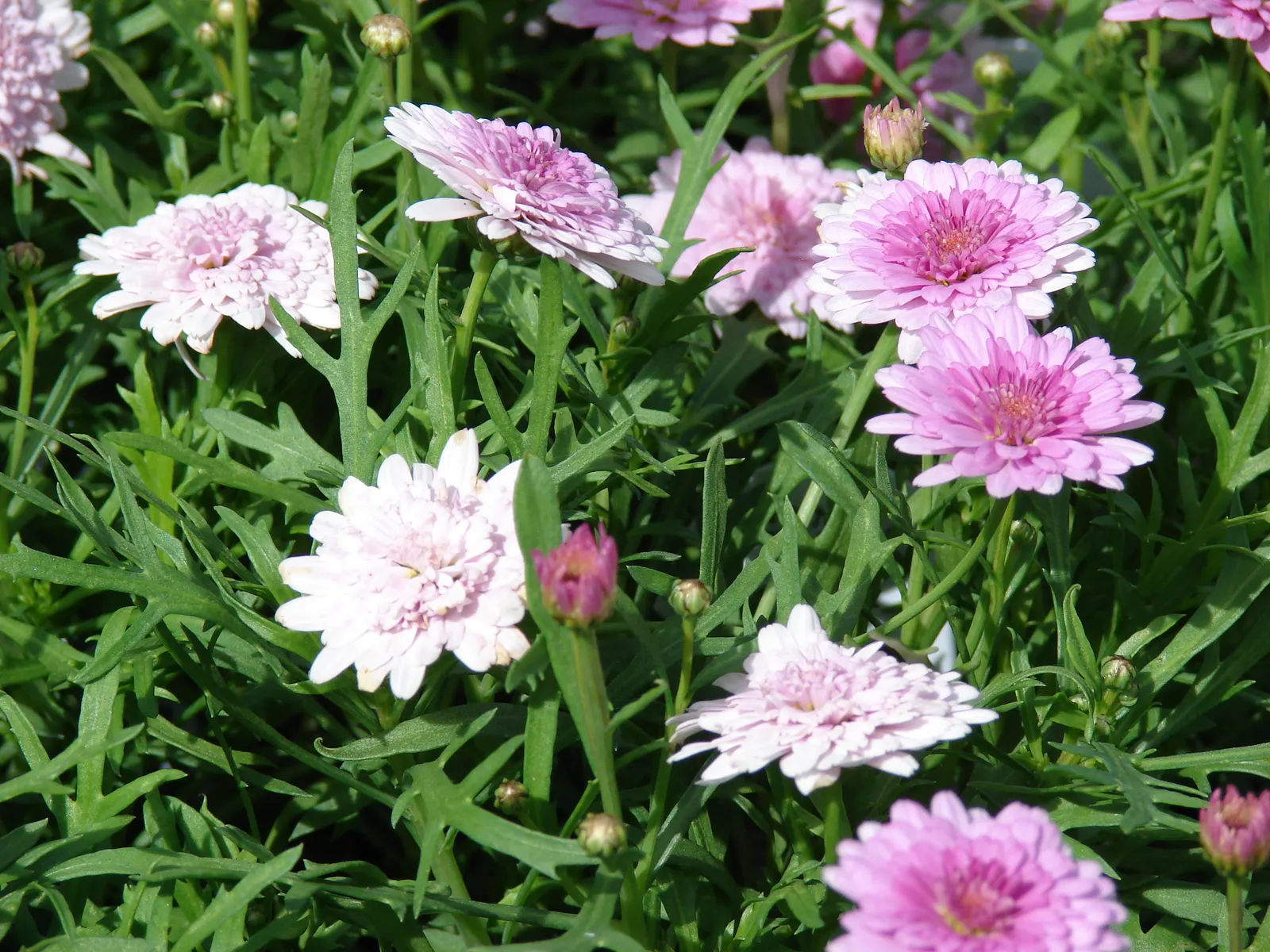 Marguerite Daisy (Argyranthemum frutescens 'Molimba Helio White') — multi-colored and white flowers in the garden