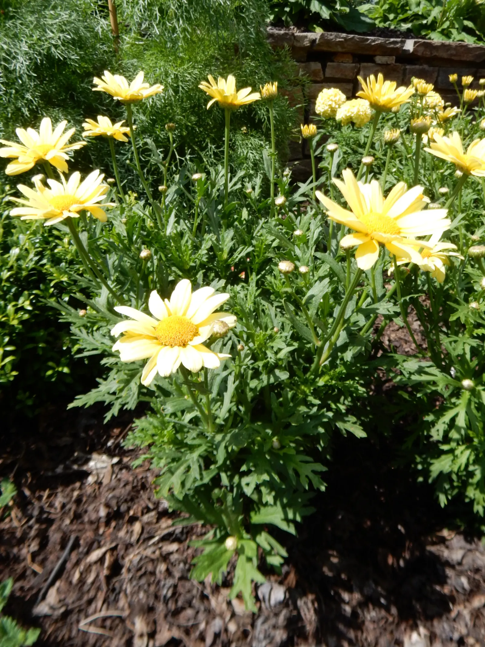 Marguerite Daisy (Argyranthemum frutescens 'Molimba Helio White') — multi-colored and white flowers in the garden; presents a splendid addition to any