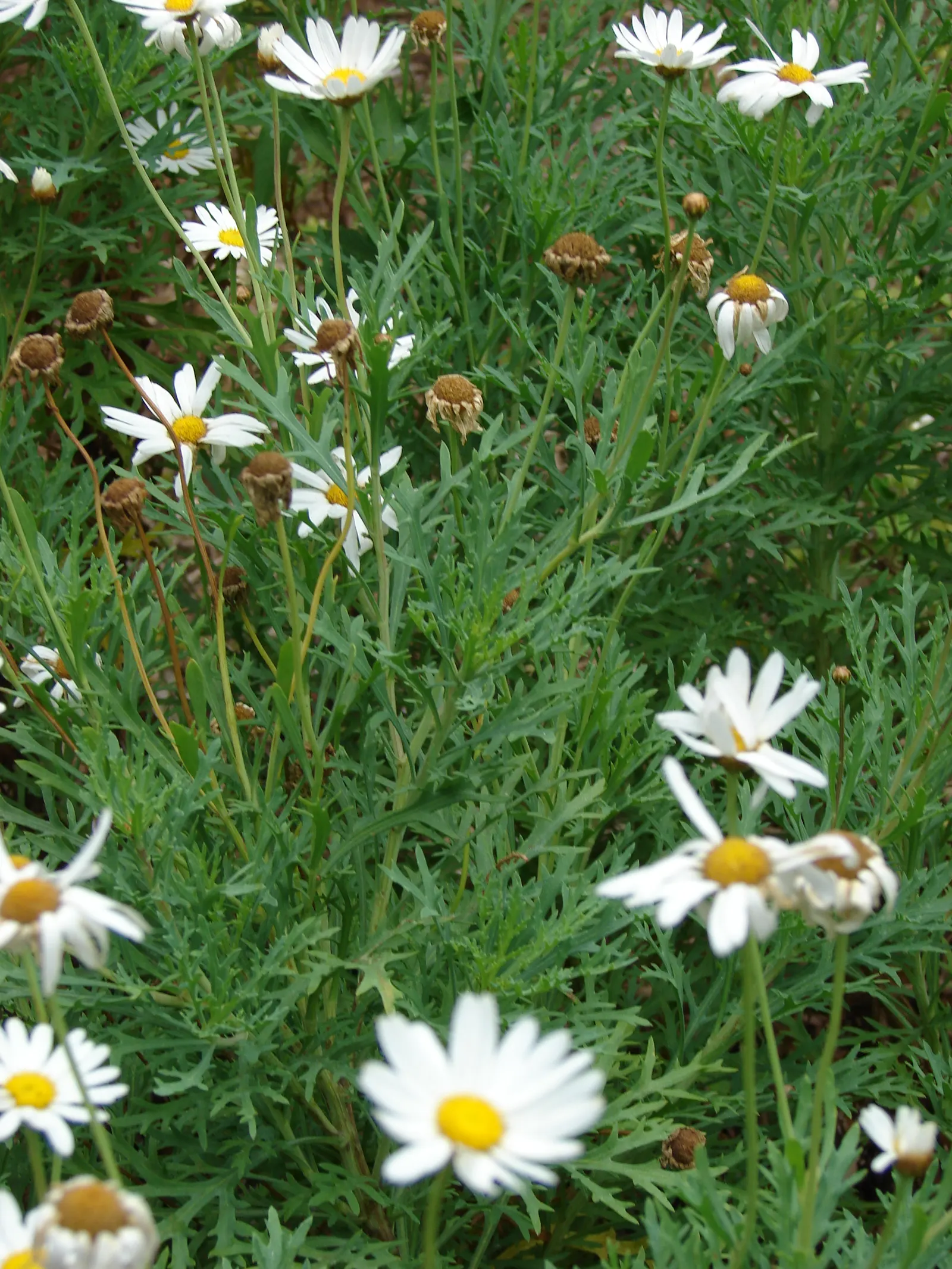 Marguerite Daisy (Argyranthemum frutescens 'Molimba Helio White') — Argyranthemum 'Helio White' prefers full sun exposure to part shade and well-draining soil