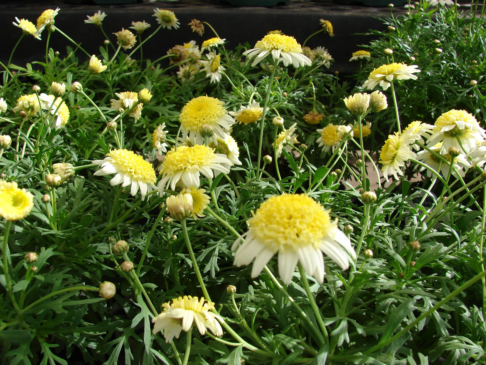 Marguerite Daisy (Argyranthemum frutescens 'Molimba Helio White') — adds a classic touch with its bright white flowers and yellow centers; but take, image 78
