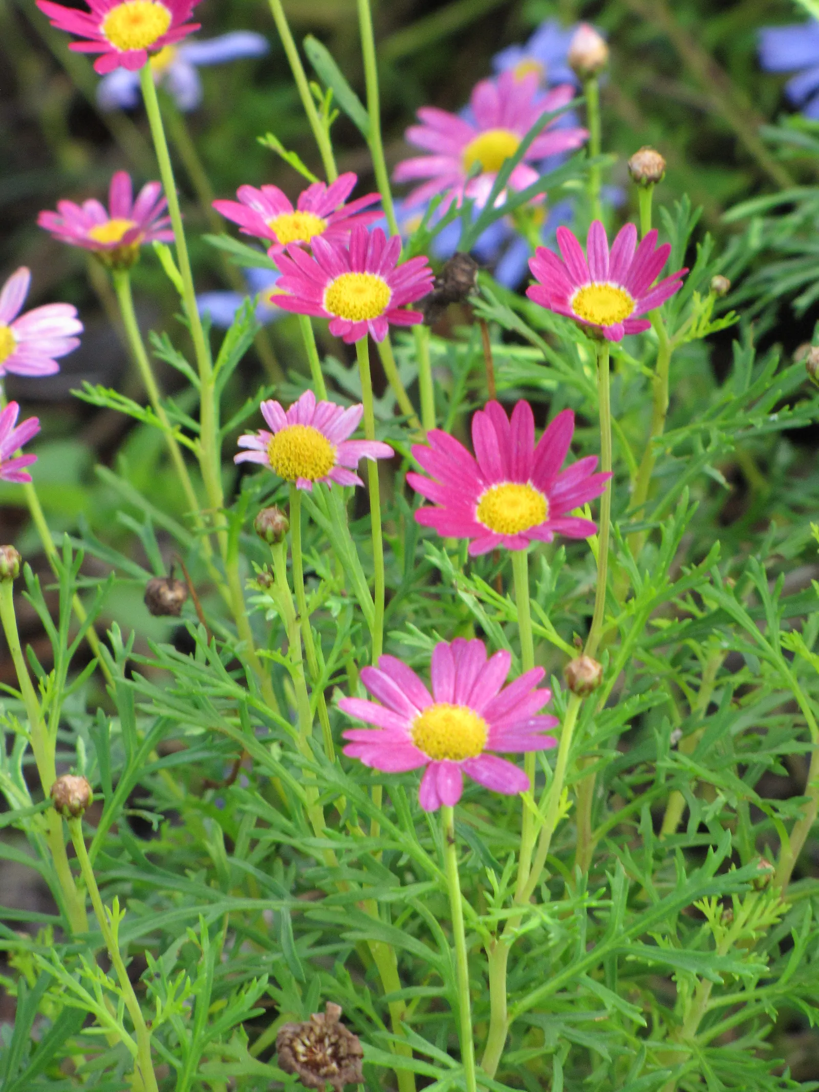 Marguerite Daisy (Argyranthemum frutescens 'Molimba Helio White') — Ideal for borders or containers, it has a moderate growth rate and blooms from, image 30