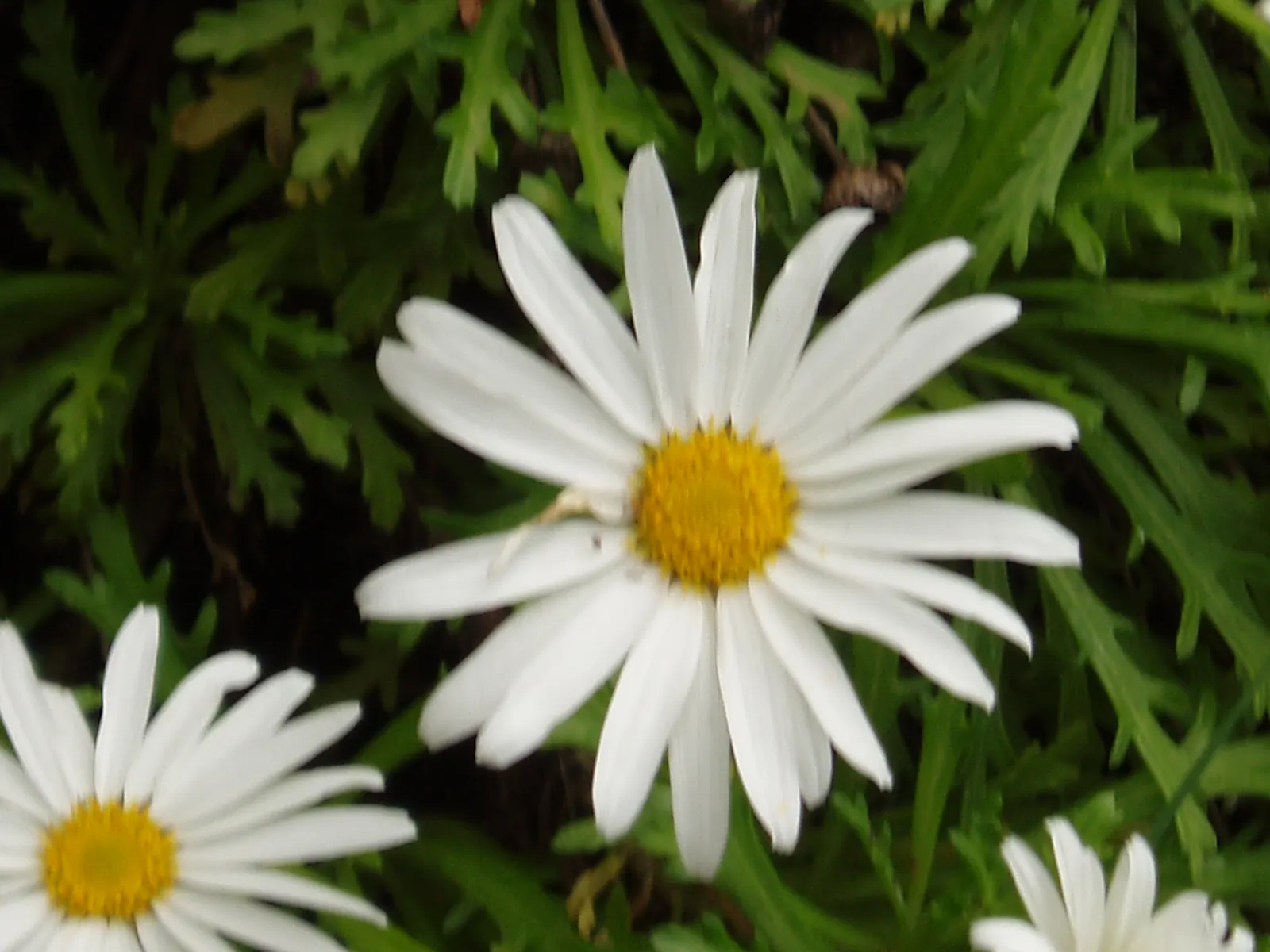 Marguerite Daisy (Argyranthemum frutescens 'Molimba Helio White') — 'Helio White' is distinguished by its pure white petals radiating around a, image 36
