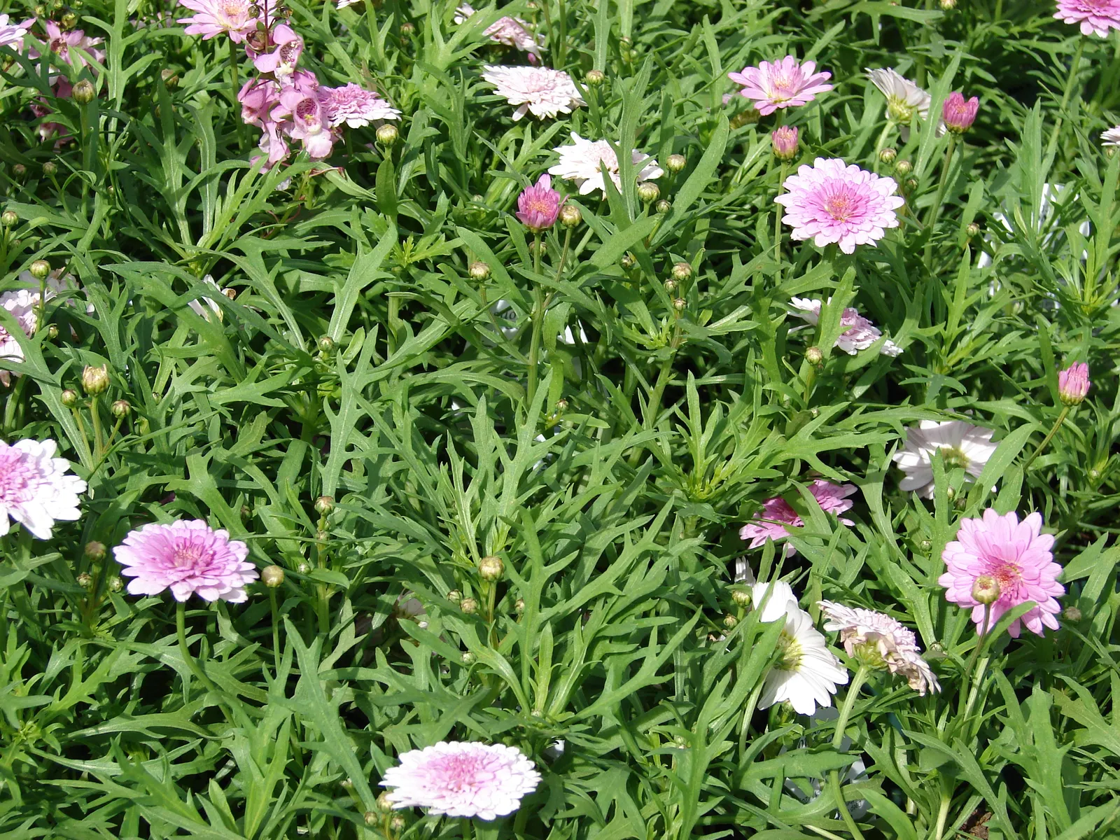 Marguerite Daisy (Argyranthemum frutescens 'Molimba Helio White') — A feeding with a balanced; making it a versatile choice for garden borders