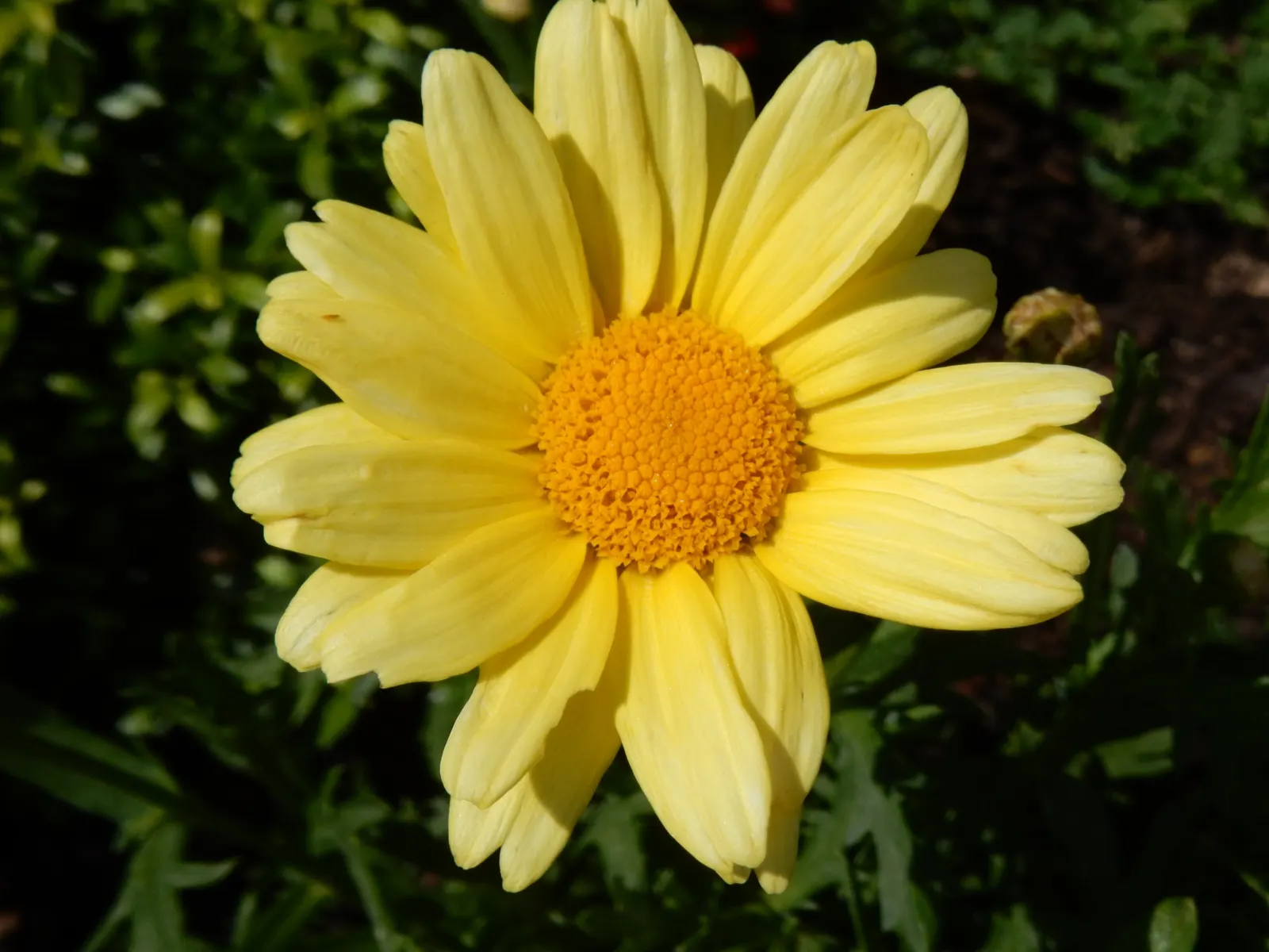 Marguerite Daisy (Argyranthemum frutescens 'Molimba Helio White') — Ideal for borders or containers, it has a moderate growth rate and blooms from, image 55