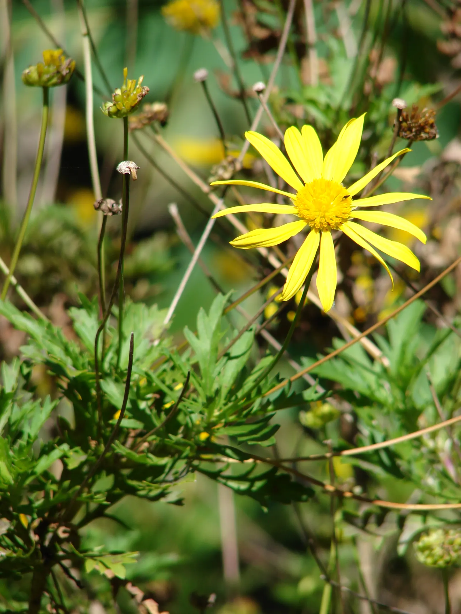 Marguerite Daisy (Argyranthemum frutescens 'Molimba Helio White') — annual / perennial for full