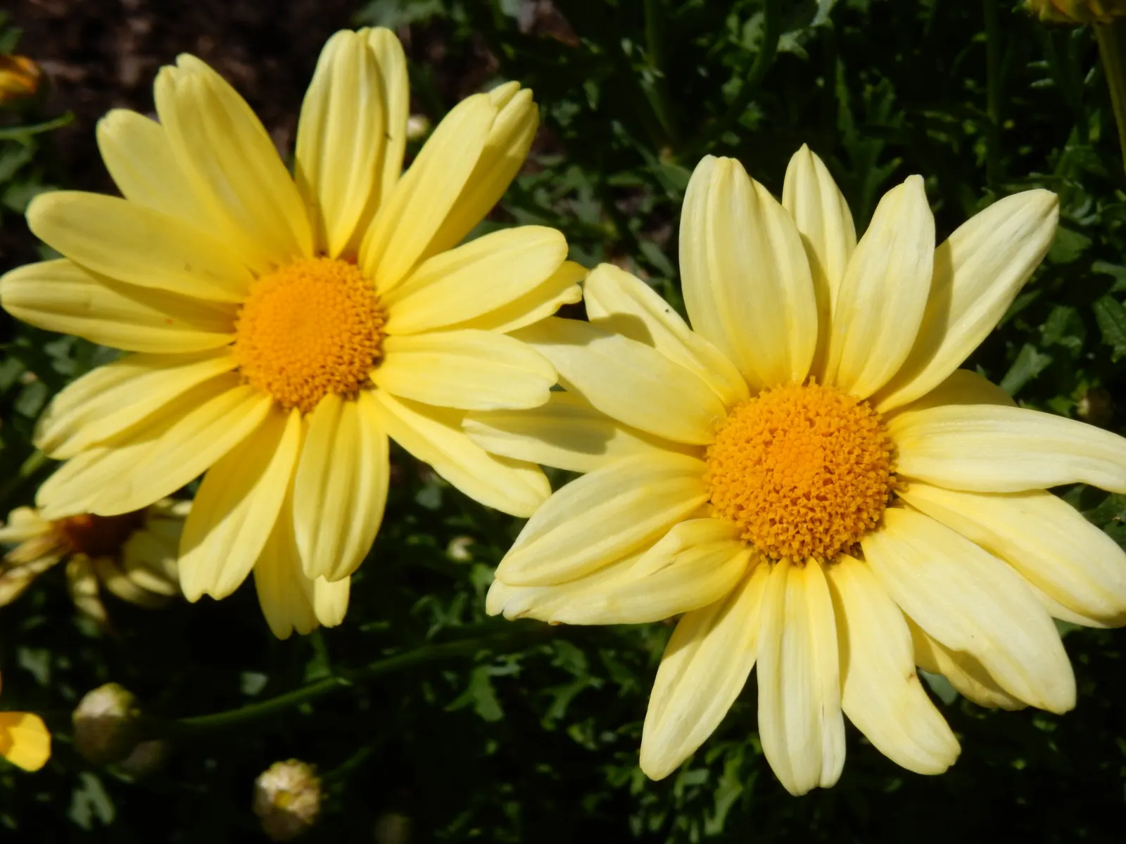 Marguerite Daisy (Argyranthemum frutescens 'Molimba Helio White') — 'Helio White' is distinguished by its pure white petals radiating around a, image 61