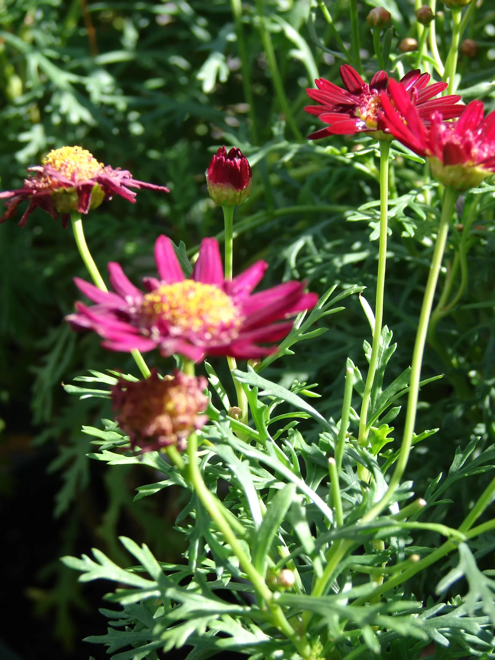Marguerite Daisy (Argyranthemum frutescens 'Molimba Helio White') — Cultivated for its prolific; particularly during dry spells, image 85