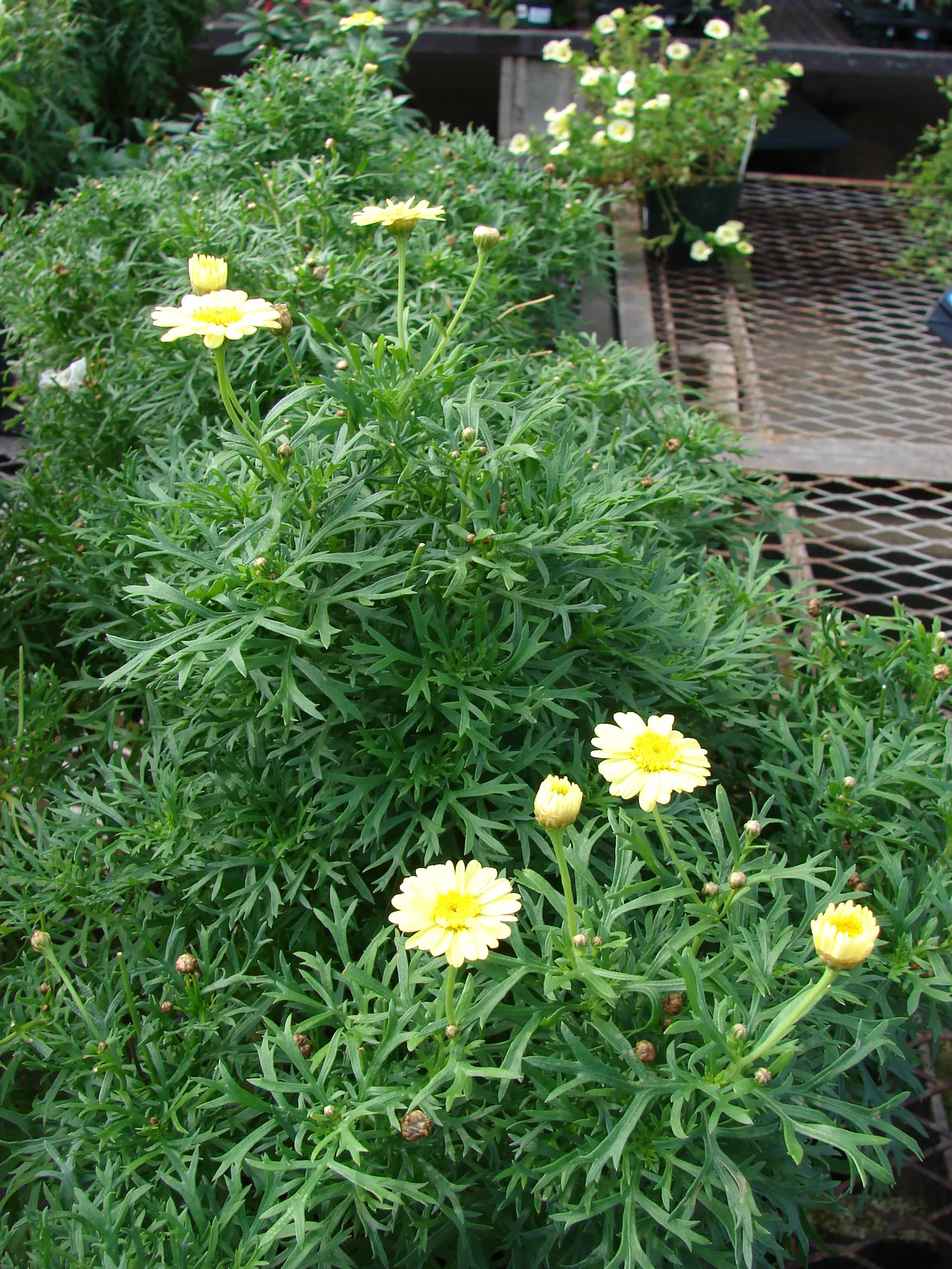 Marguerite Daisy (Argyranthemum frutescens 'Molimba Helio White') — Argyranthemum 'Helio White' prefers full sun exposure to part shade and, image 90