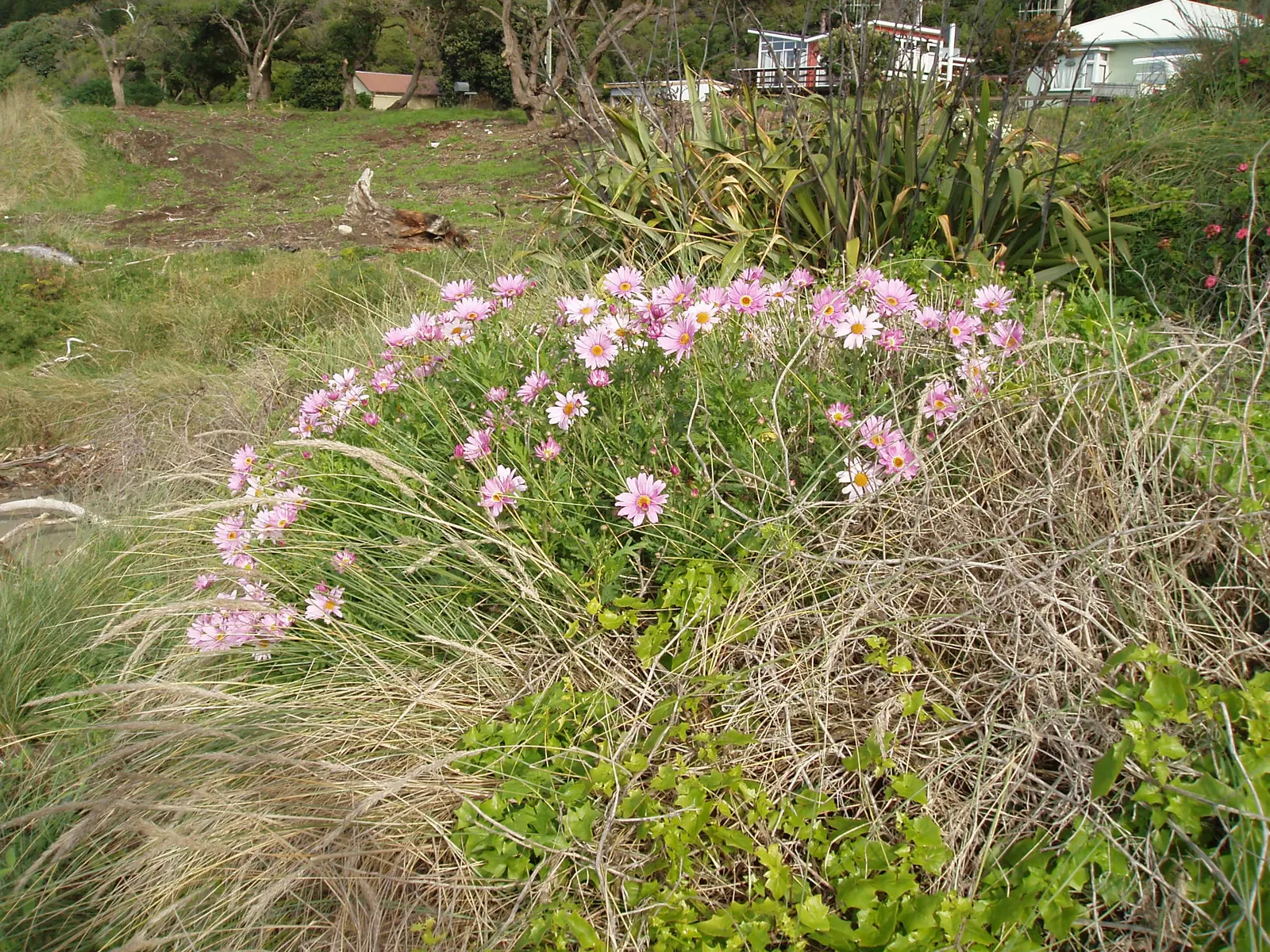 Marguerite Daisy (Argyranthemum frutescens 'Molimba Helio White') — as Argyranthemum 'Helio White' is somewhat drought tolerant once established, image 69