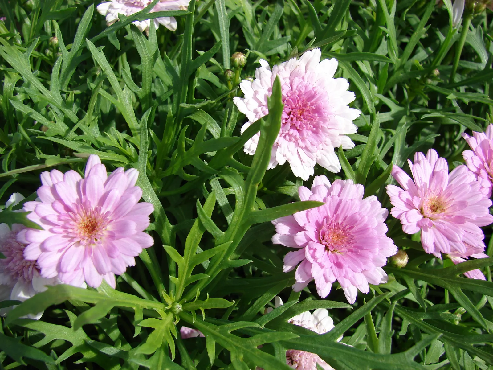Marguerite Daisy (Argyranthemum frutescens 'Molimba Helio White') — adds a classic touch with its bright white flowers and yellow centers; but take, image 53