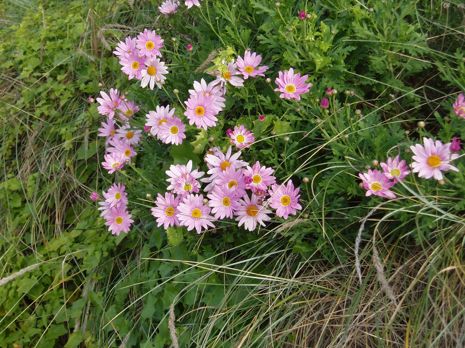 Marguerite Daisy (Argyranthemum frutescens 'Molimba Helio White') — such as butterflies and bees; the Argyranthemum frutescens 'Madeira White', image 72