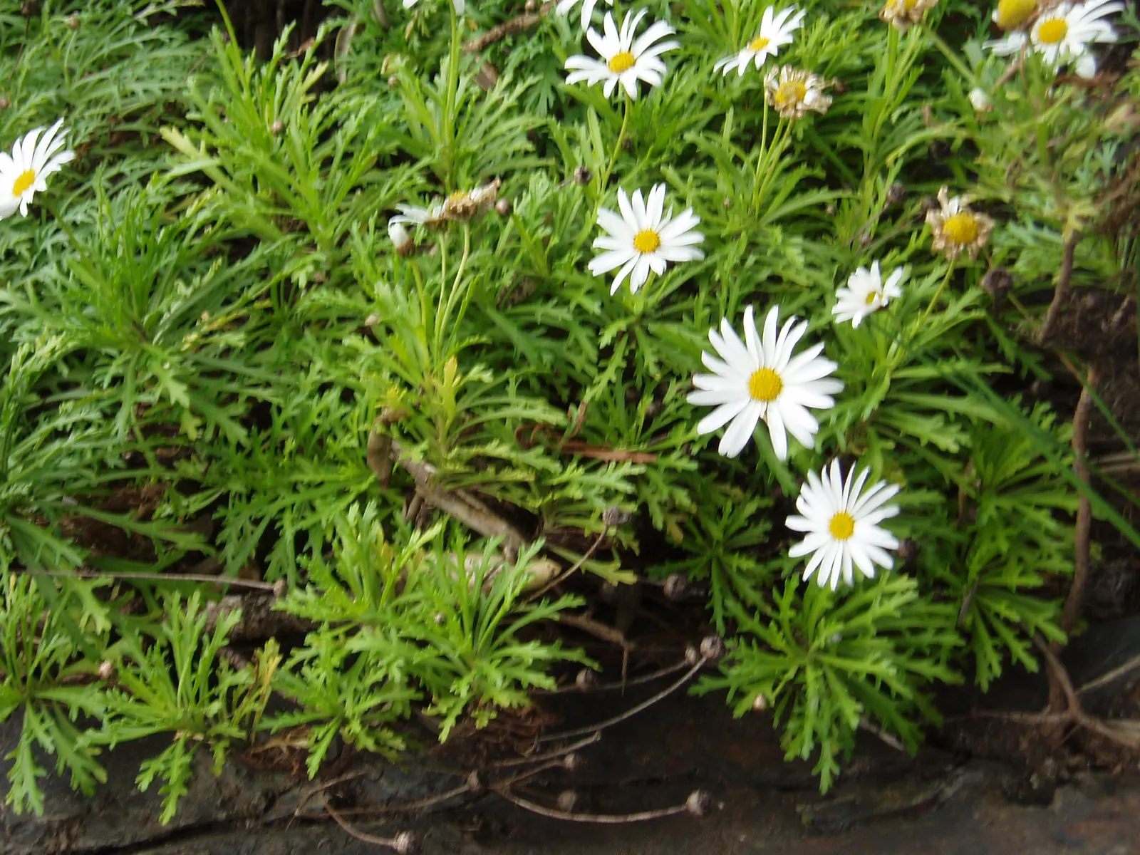 Marguerite Daisy (Argyranthemum frutescens 'Molimba Helio White') — commonly known as Marguerite Daisy