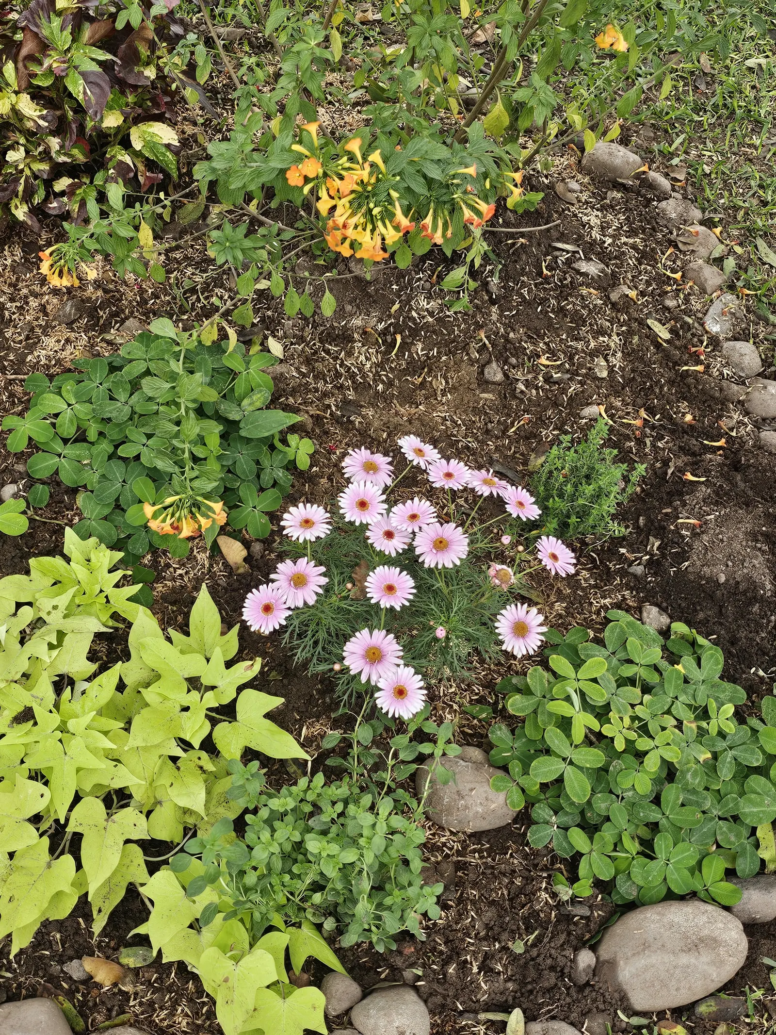 Marguerite Daisy (Argyranthemum frutescens 'Molimba Helio White') — making it a versatile choice for garden borders; hardy in zones 9b to 11, it, image 87
