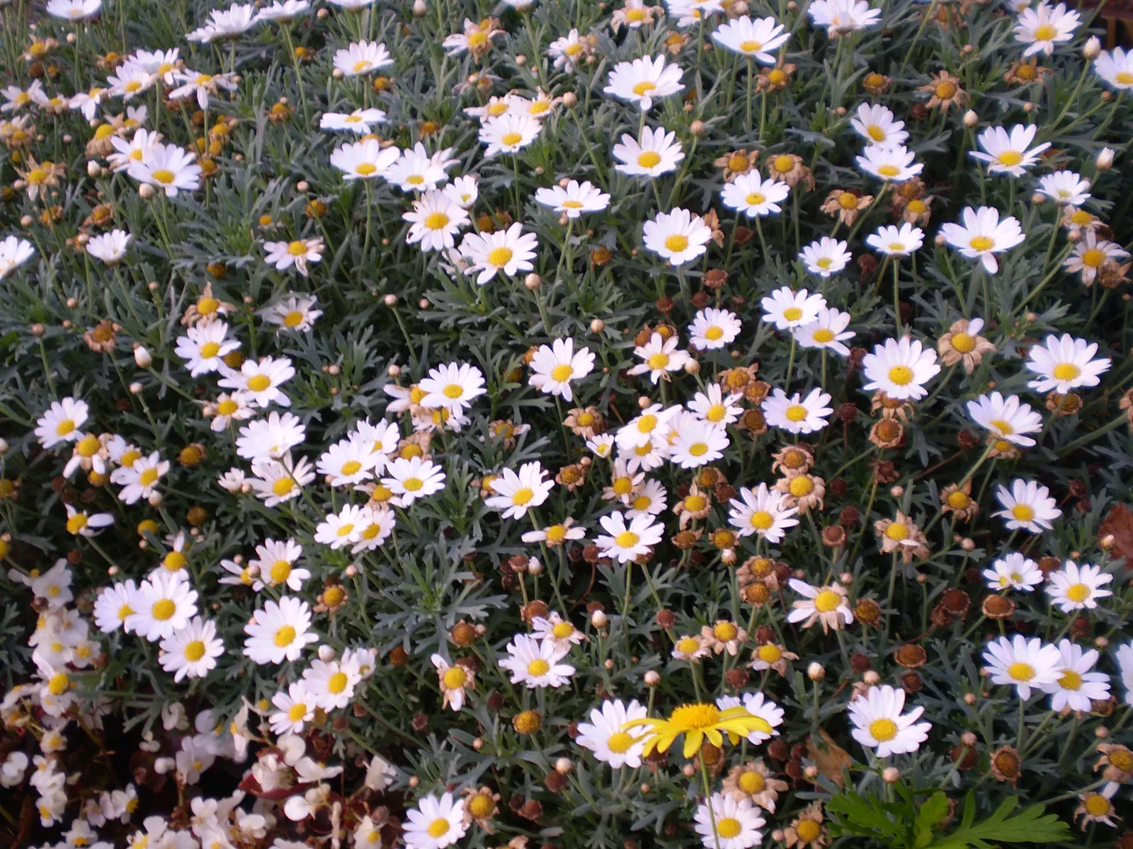 Marguerite Daisy (Argyranthemum frutescens 'Molimba Helio White') — Its compact growth habit ensures a neat appearance throughout the growing season