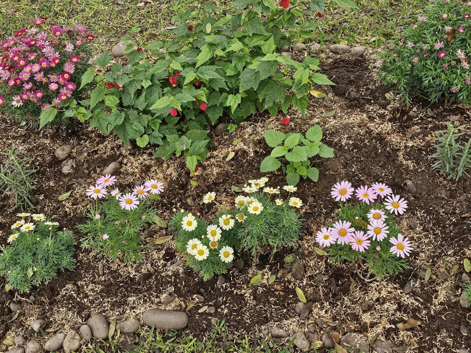 Marguerite Daisy (Argyranthemum frutescens 'Molimba Helio White') — A feeding with a balanced; making it a versatile choice for garden borders, image 70