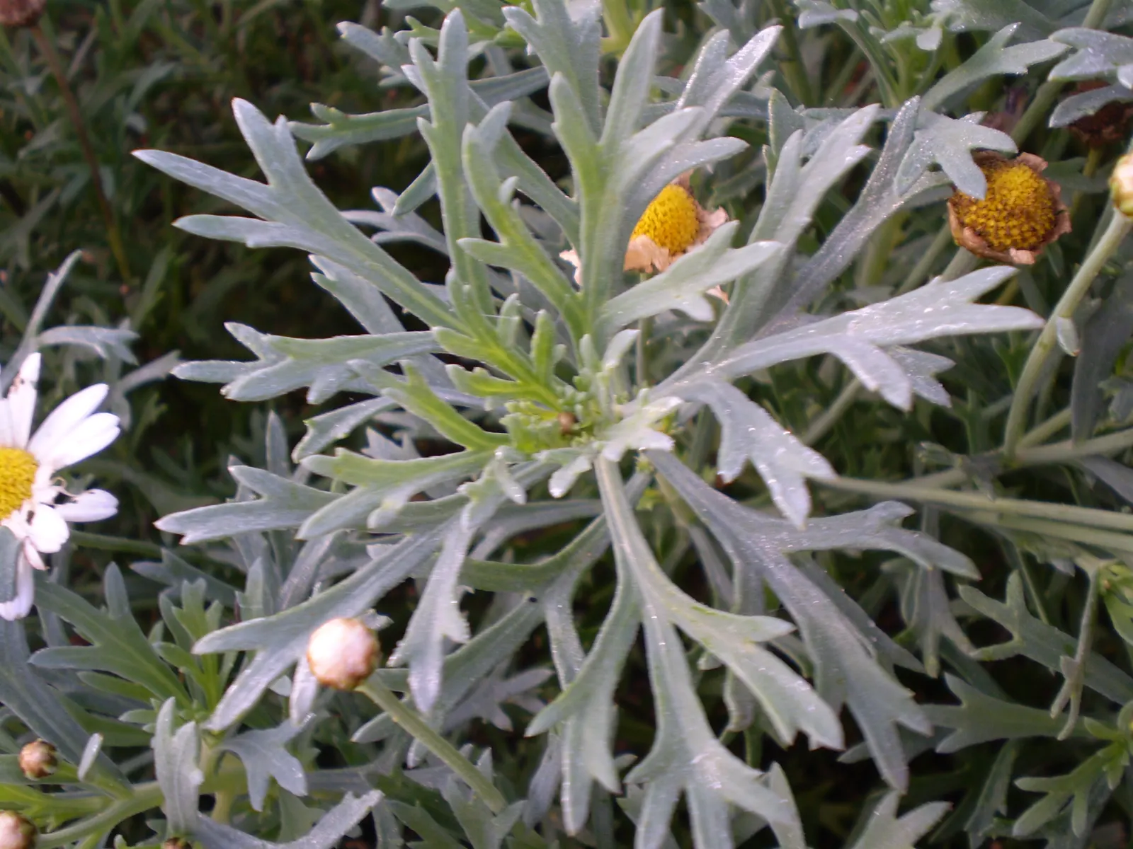 Marguerite Daisy (Argyranthemum frutescens 'Molimba Helio White') — but take care not to overwater