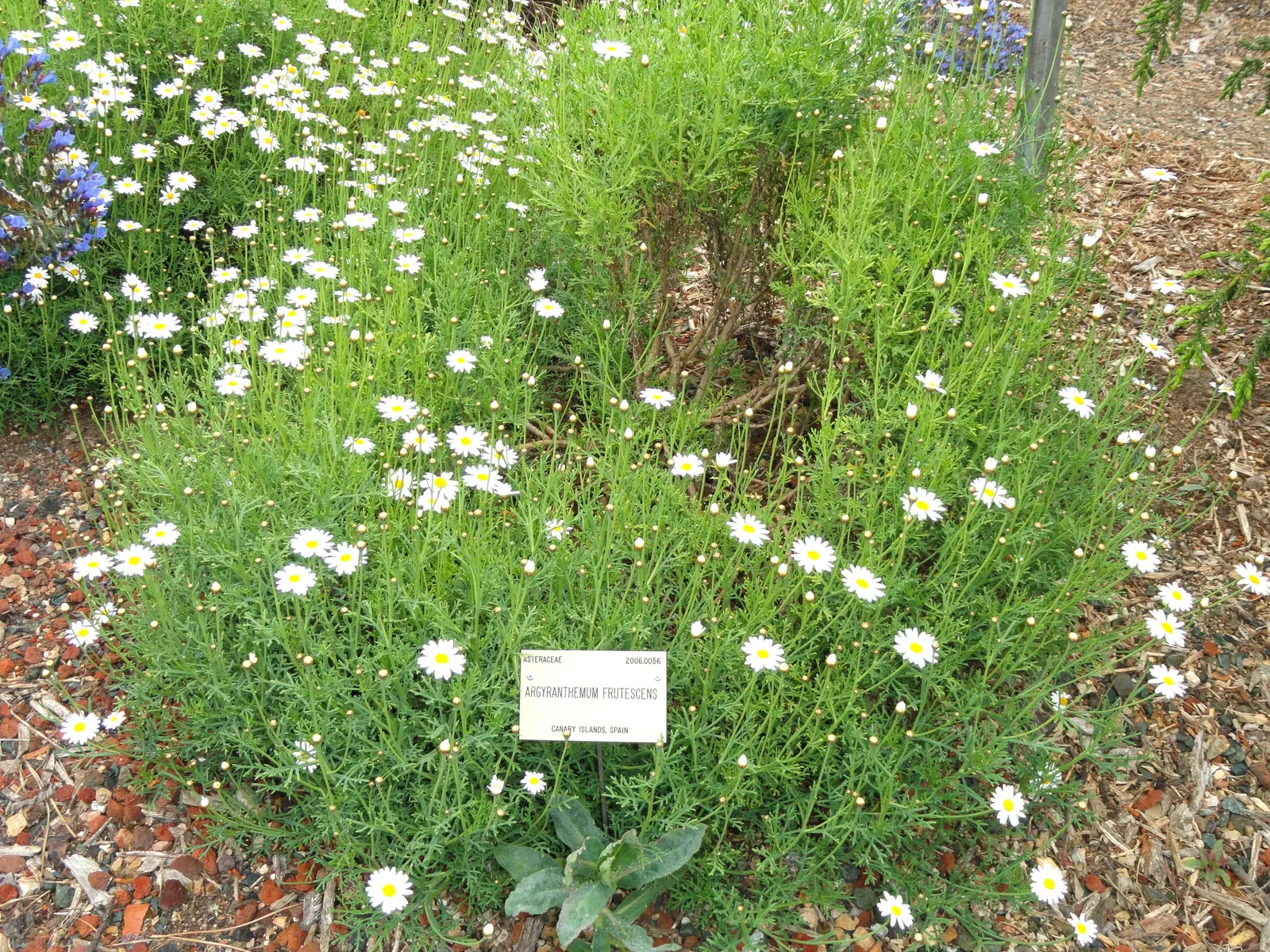 Marguerite Daisy (Argyranthemum frutescens 'Molimba Helio White') — making it a versatile choice for garden borders; hardy in zones 9b to 11, it requires