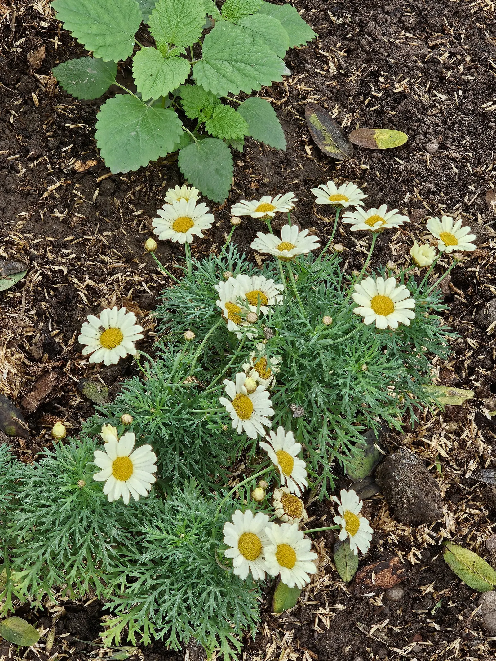 Marguerite Daisy (Argyranthemum frutescens 'Molimba Helio White') — making it a versatile choice for garden borders; hardy in zones 9b to 11, it, image 62