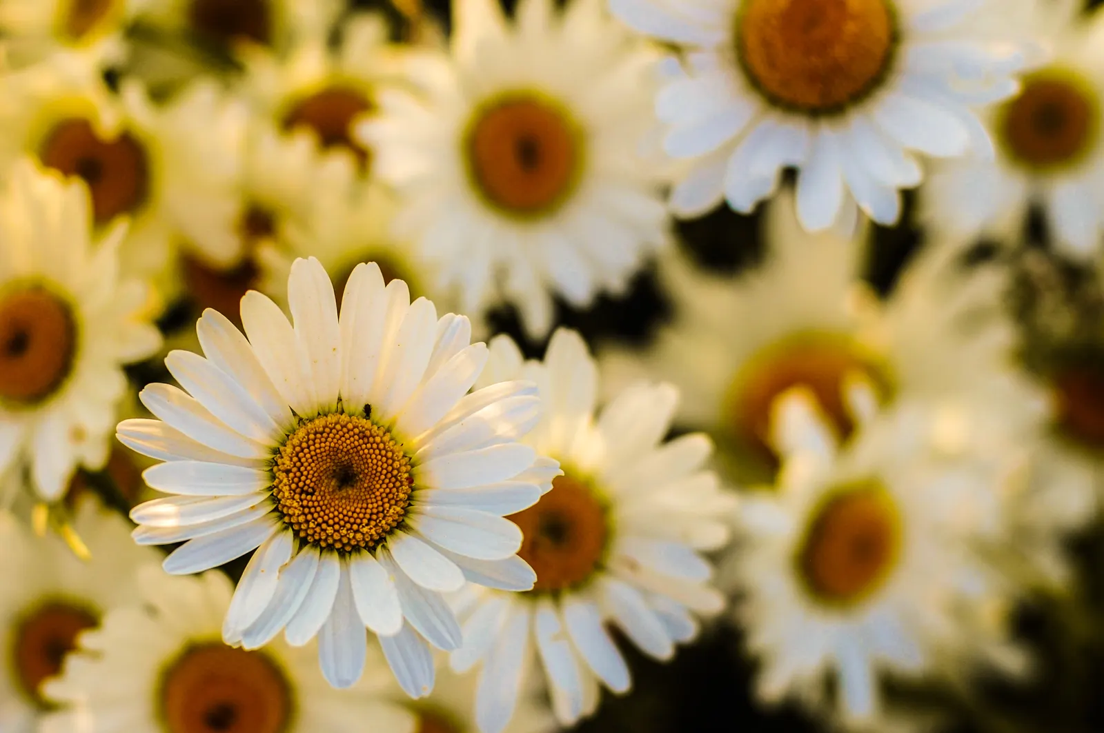 Marguerite Daisy (Argyranthemum frutescens 'Molimba Helio White') — presents a splendid addition to any landscape design; adds a classic touch with its bright