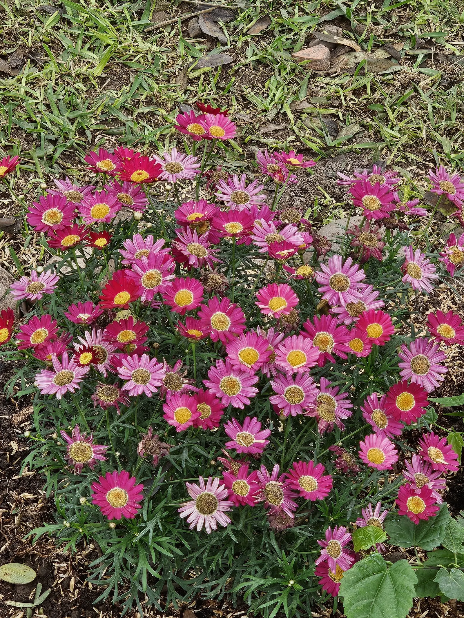 Marguerite Daisy (Argyranthemum frutescens 'Molimba Helio White') — scientifically named Argyranthemum frutescens 'Helio White'; inviting to both, image 57