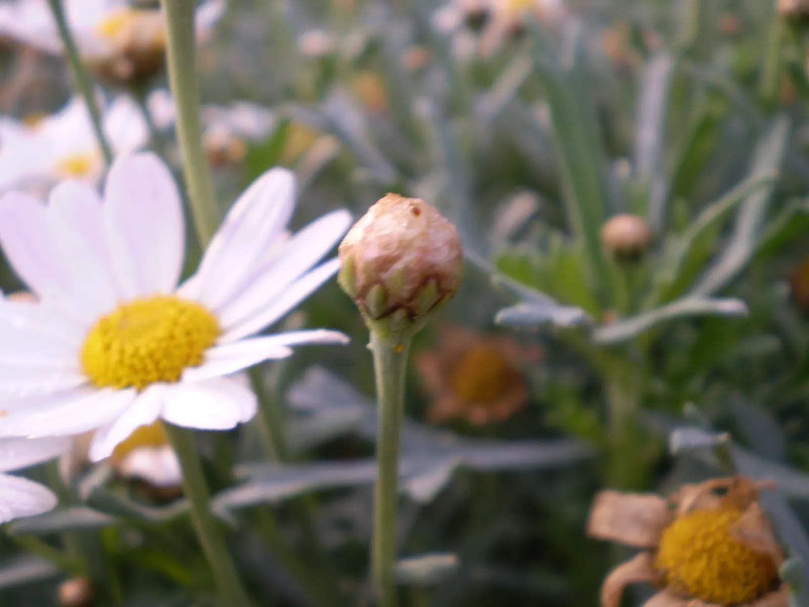 Marguerite Daisy (Argyranthemum frutescens 'Molimba Helio White') — adds a classic touch with its bright white flowers and yellow centers; but take care not to