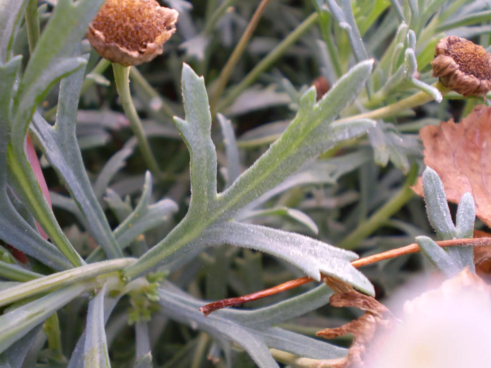 Marguerite Daisy (Argyranthemum frutescens 'Molimba Helio White') — inviting to both the eye and local pollinators