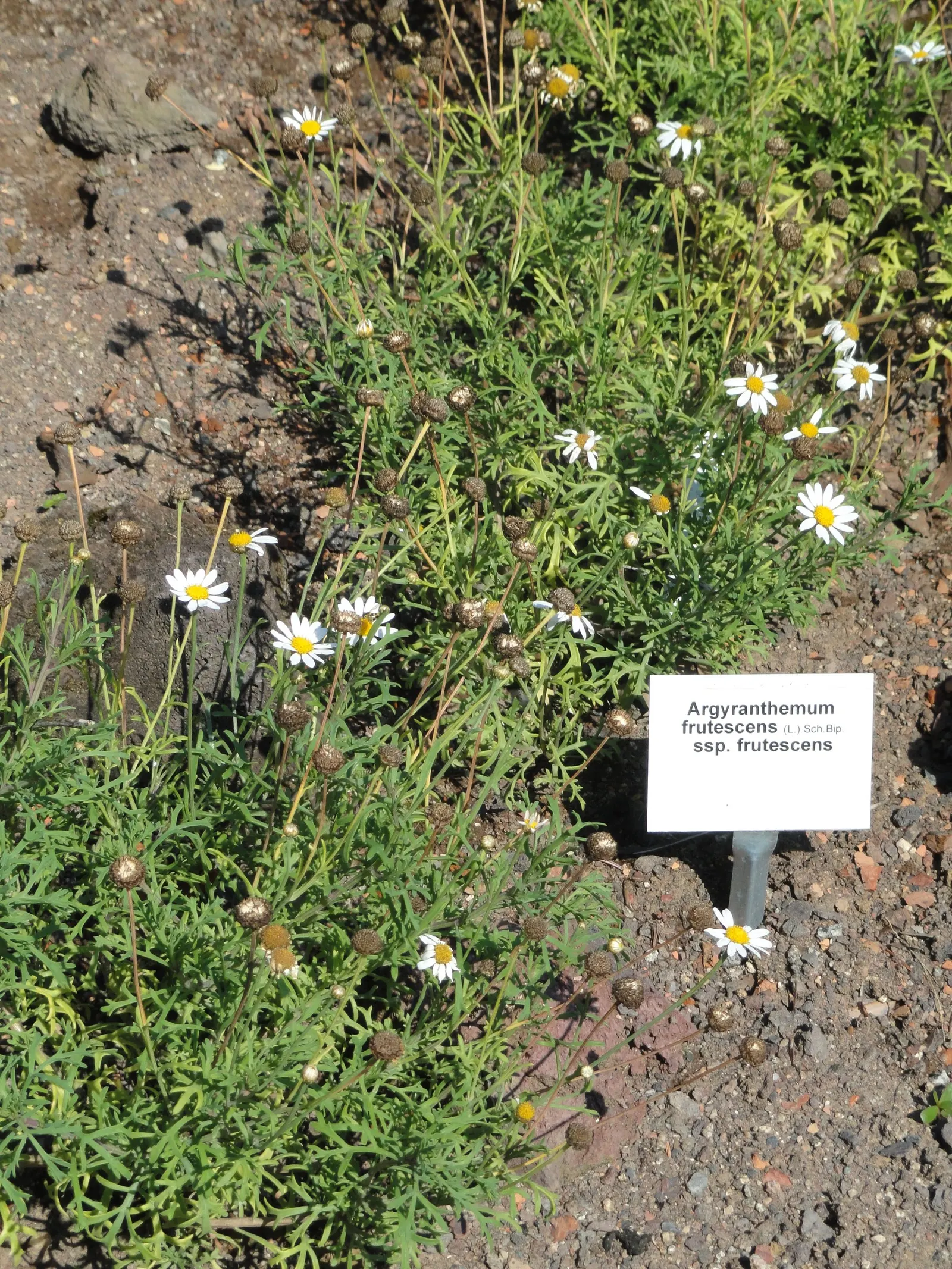 Marguerite Daisy (Argyranthemum frutescens 'Molimba Helio White') — but take care not to overwater; multi-colored and white flowers in the garden