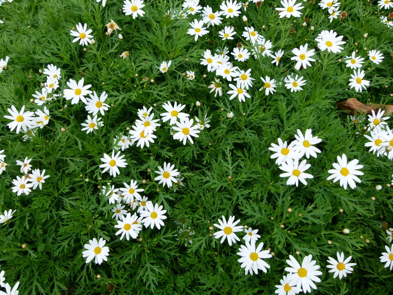 Marguerite Daisy (Argyranthemum frutescens 'Molimba Helio White') — annual / perennial with multi-colored and white blooms; argyranthemum 'Helio, image 74