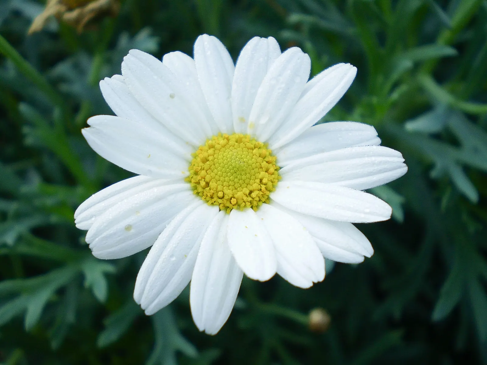 Marguerite Daisy (Argyranthemum frutescens 'Molimba Helio White') — particularly during dry spells; to maintain vivacity and encourage continuous, image 67
