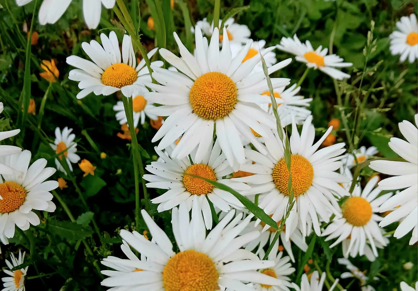 Marguerite Daisy (Argyranthemum frutescens 'Molimba Helio White') — 'Helio White' is distinguished by its pure white petals radiating around a, image 86