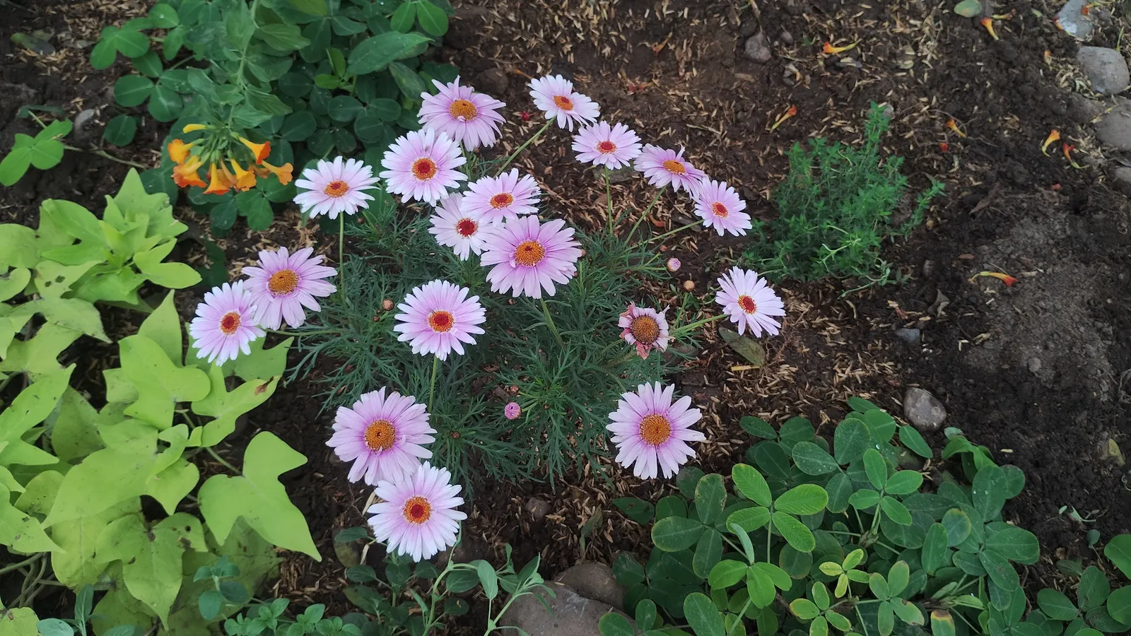 Marguerite Daisy (Argyranthemum frutescens 'Molimba Helio White') — particularly during dry spells; to maintain vivacity and encourage continuous blooming