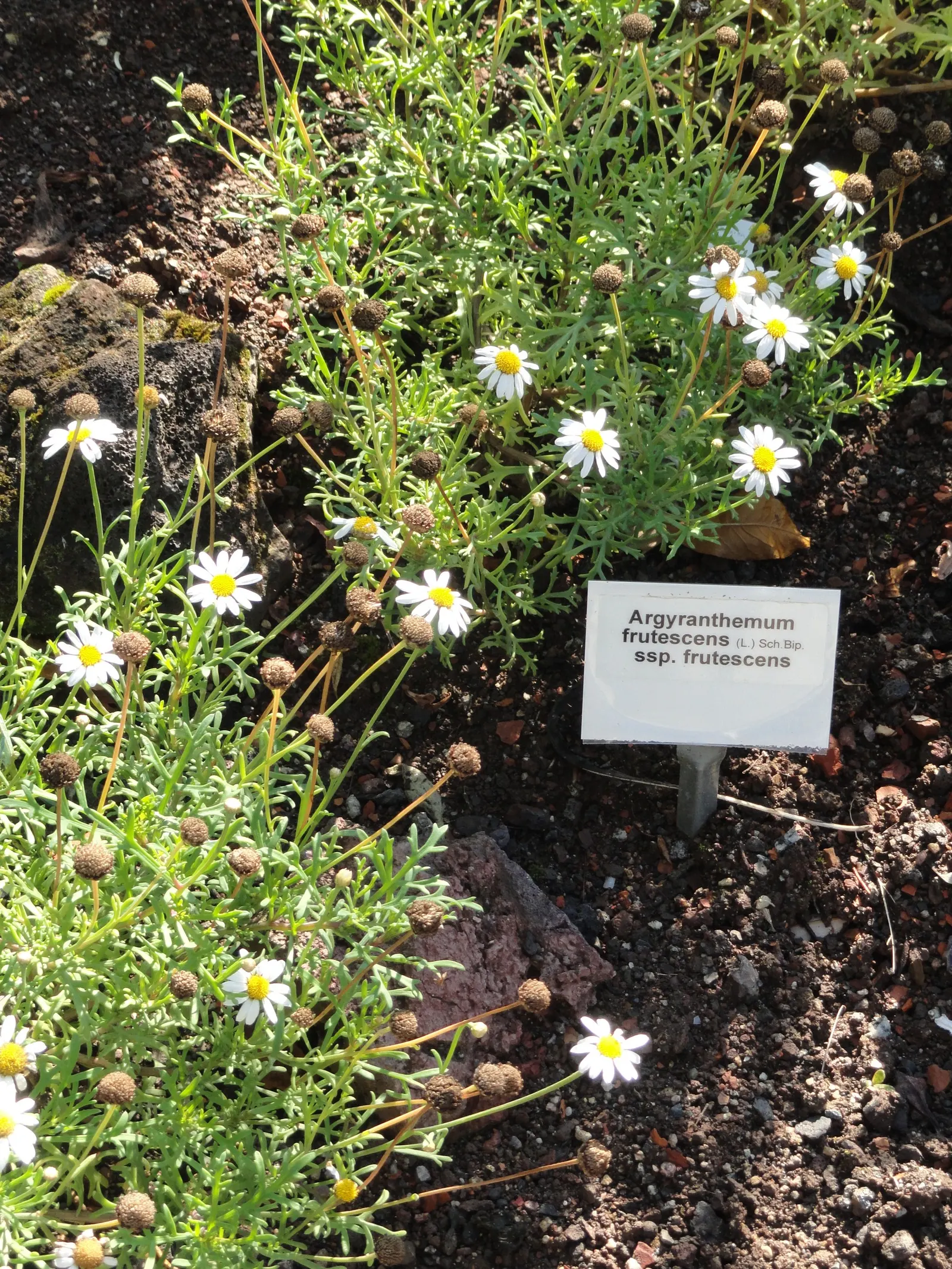 Marguerite Daisy (Argyranthemum frutescens 'Molimba Helio White') — adds a classic touch with its bright white flowers and yellow centers