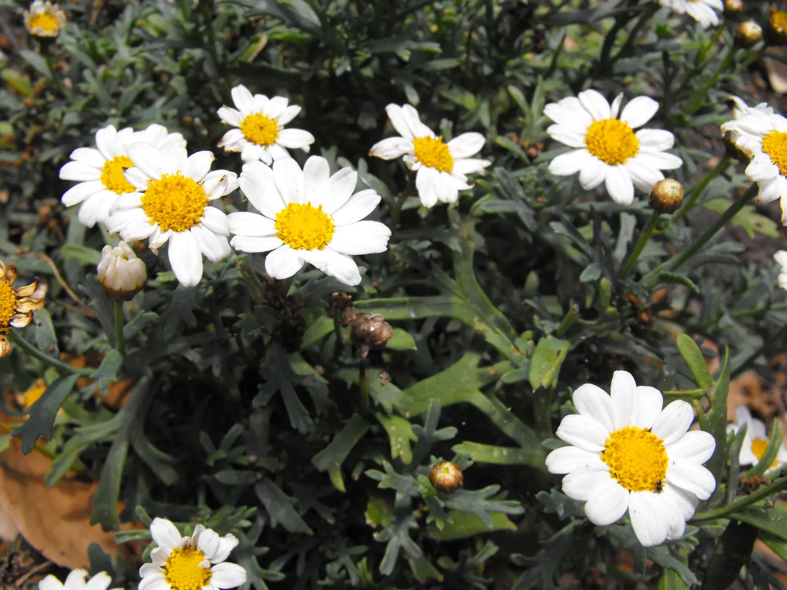 Marguerite Daisy (Argyranthemum frutescens 'Molimba Helio White') — Ideal for borders or containers, it has a moderate growth rate and blooms from, image 80