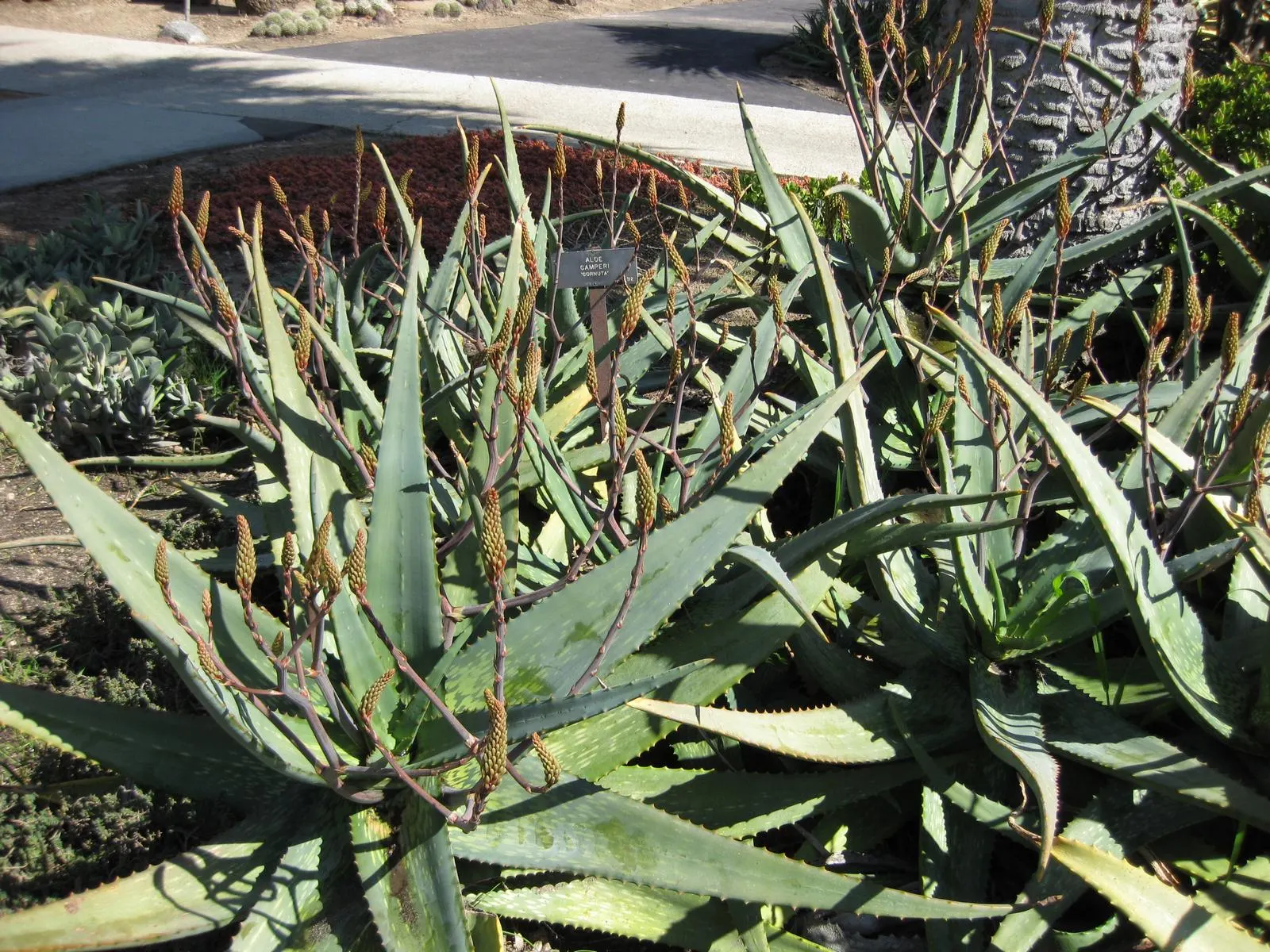 Torch Aloe (Aloe Camperi) — is a captivating succulent that infuses a garden with vibrant greens and fiery red-orange inflorescences