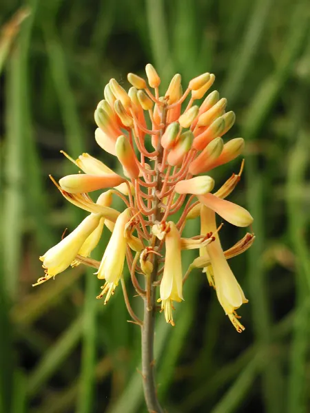 Torch Aloe (Aloe Camperi) — lance-shaped leaves that form dense rosettes